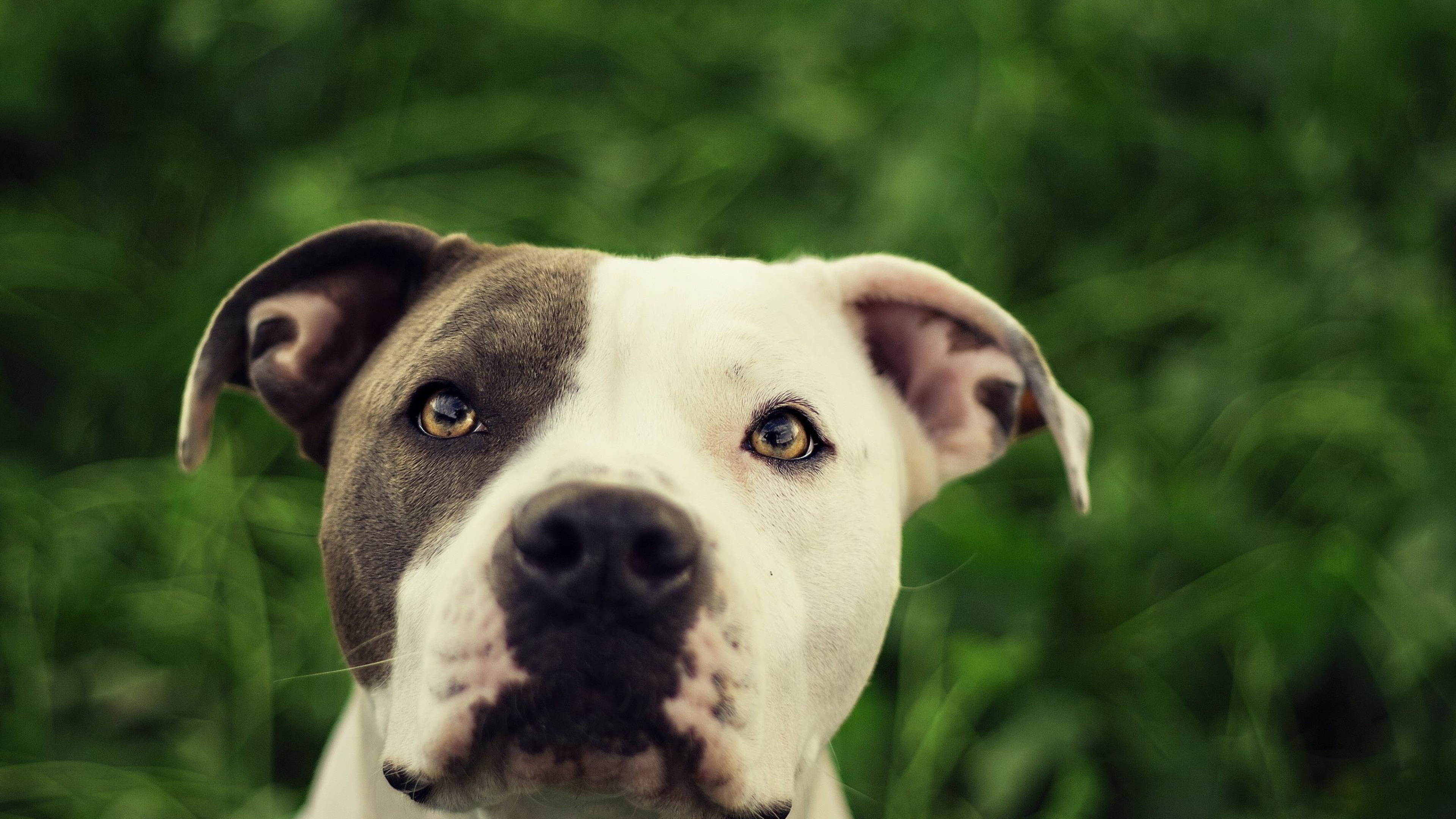 Wallpaper Pit Bulls Wallpapers