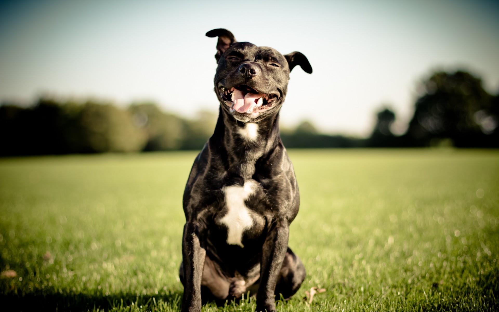 Wallpaper Pit Bulls Wallpapers