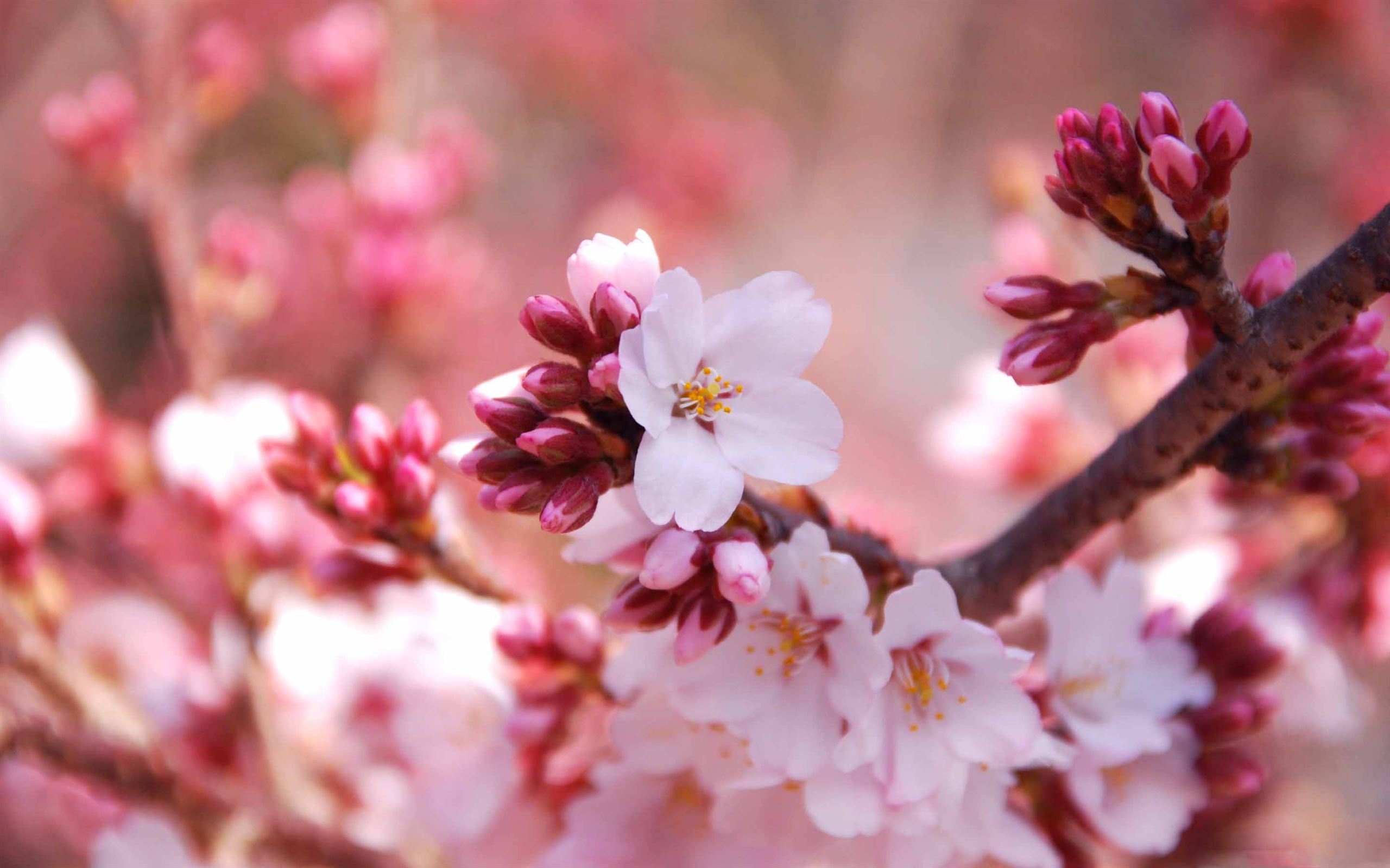 Wallpaper Red Cherry Blossom Wallpapers