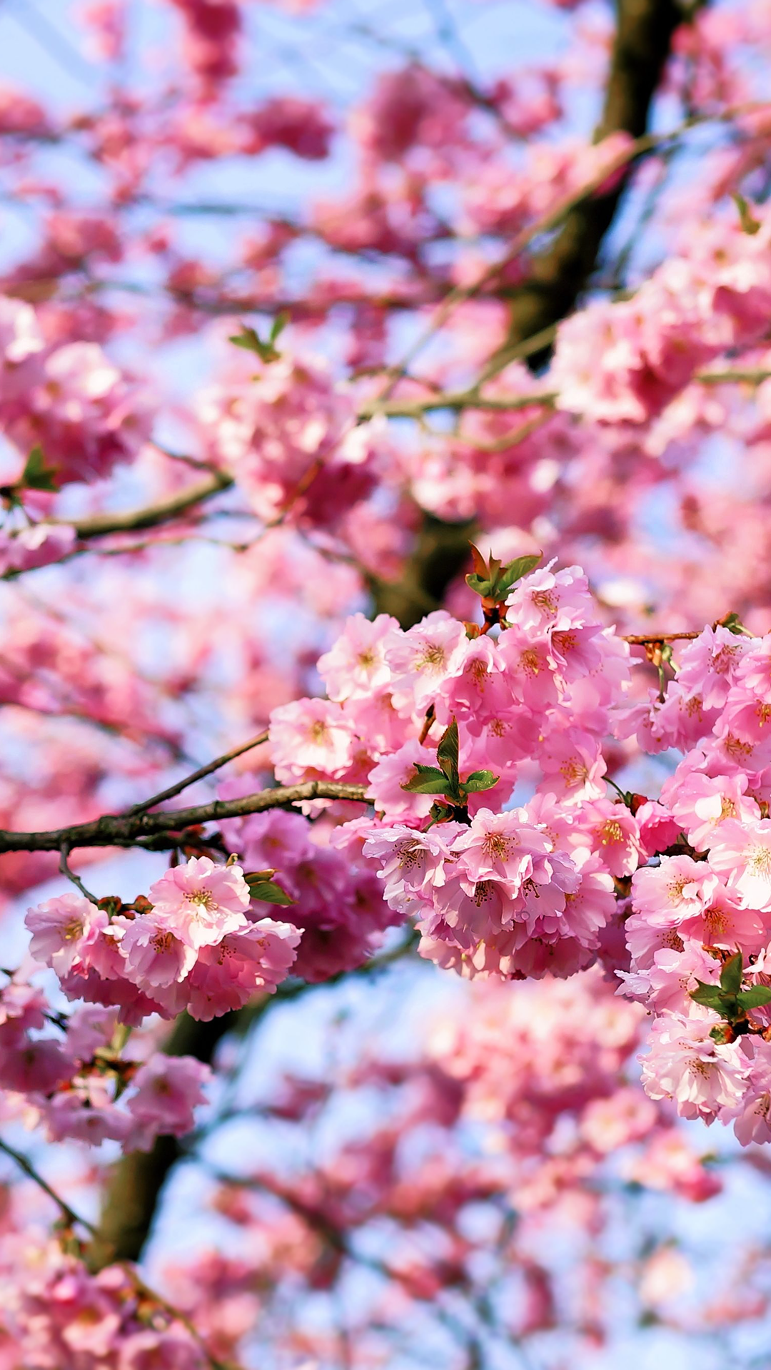 Wallpaper Red Cherry Blossom Wallpapers