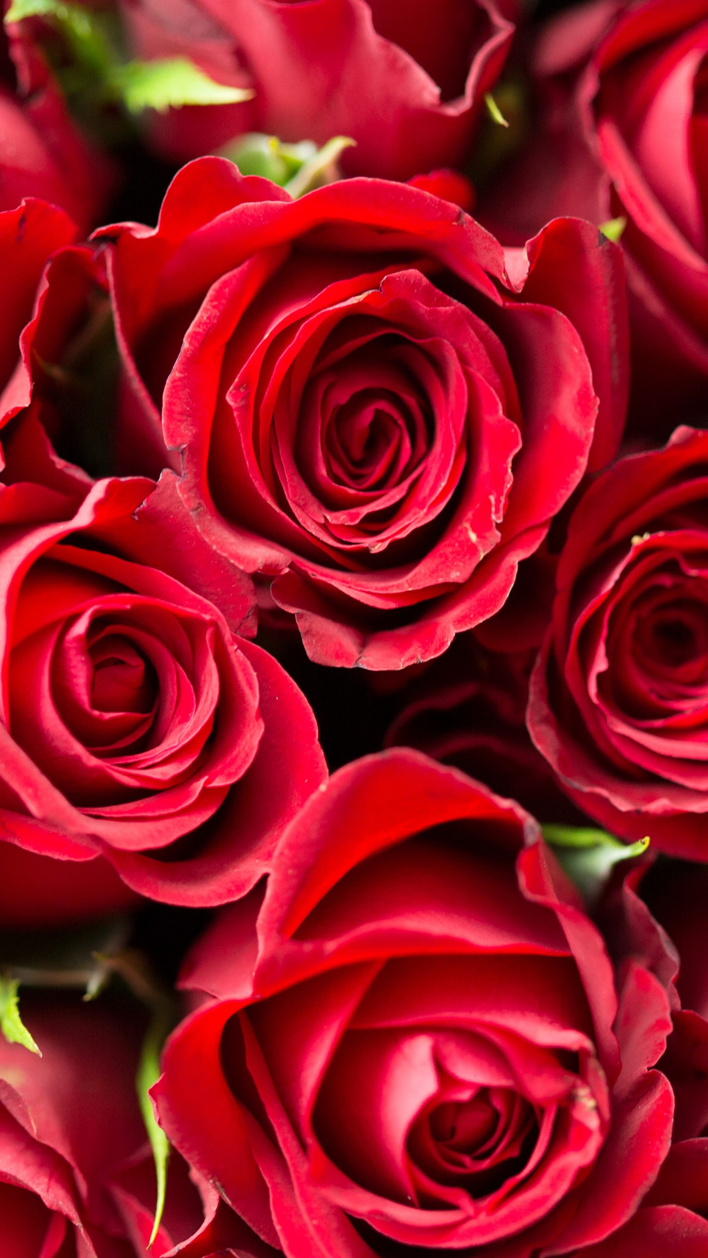 Wallpaper Rose Red Wallpapers