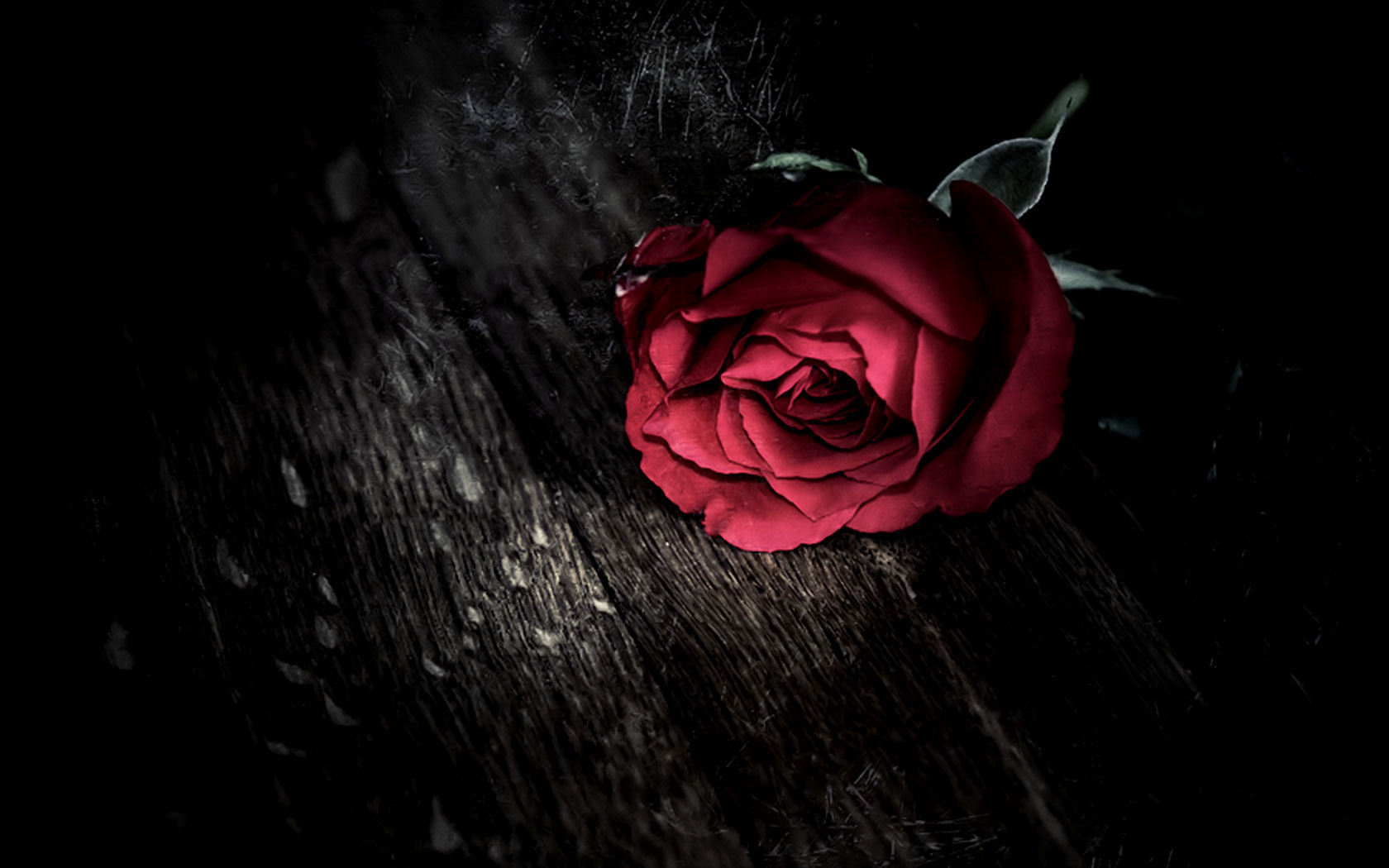 Wallpaper Rose Red Wallpapers