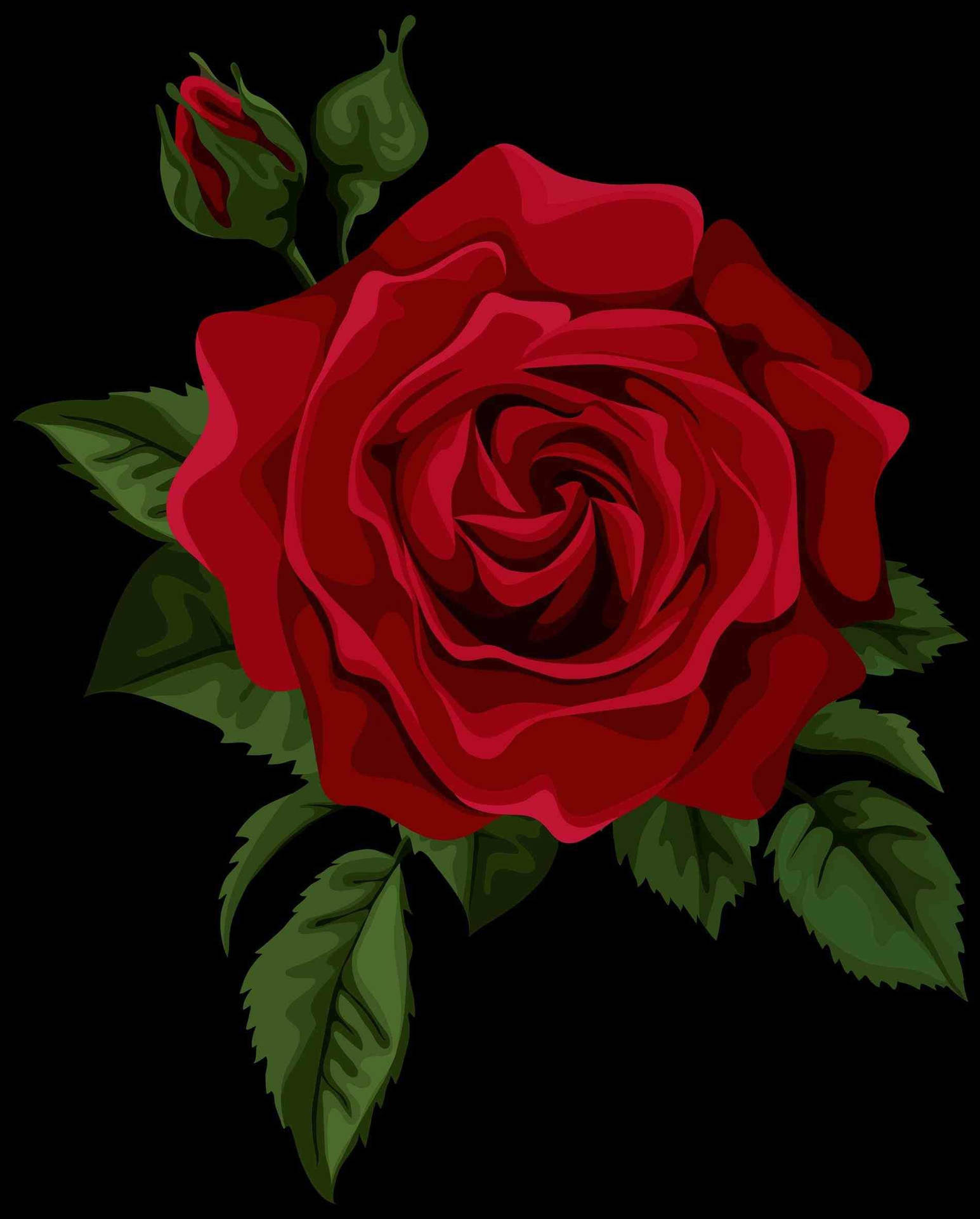 Wallpaper Rose Red Wallpapers