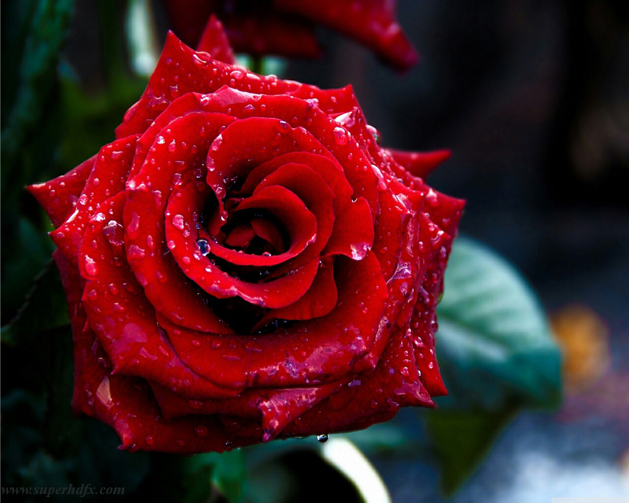 Wallpaper Rose Red Wallpapers