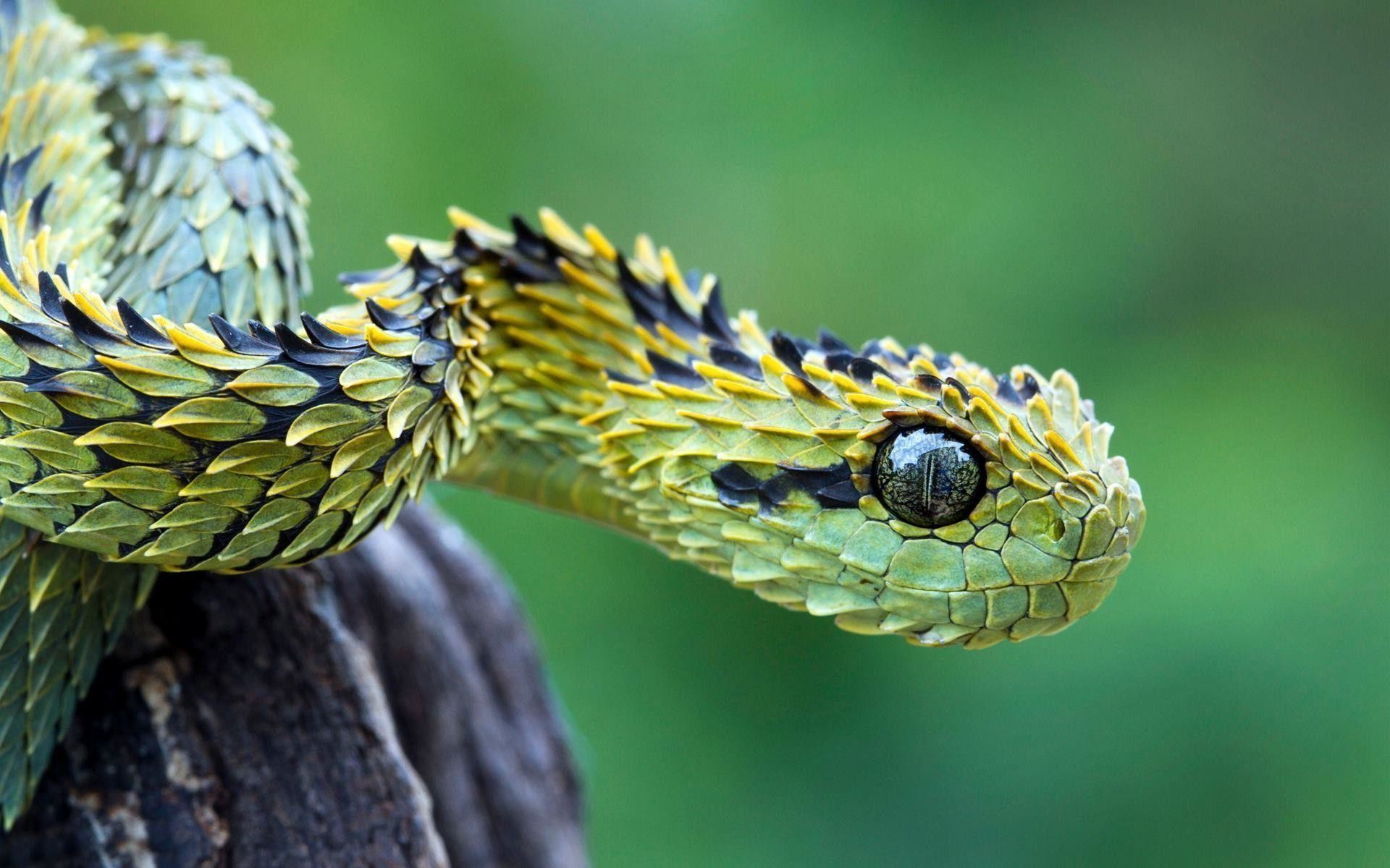 Wallpaper Snake 3D Wallpapers