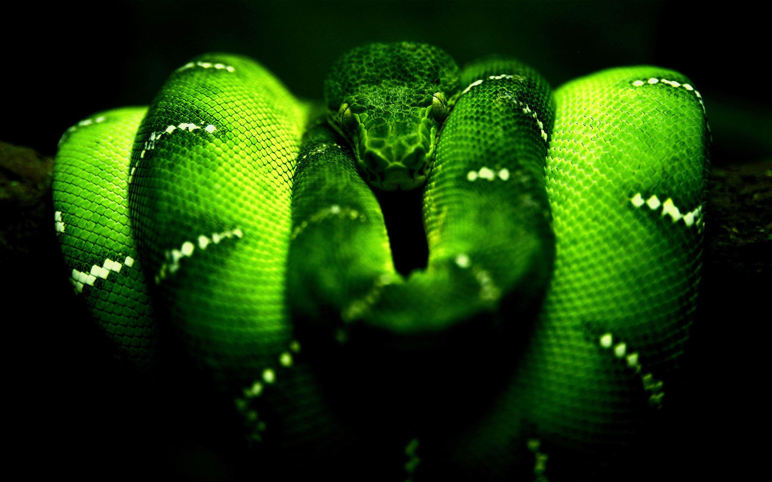 Wallpaper Snake 3D Wallpapers