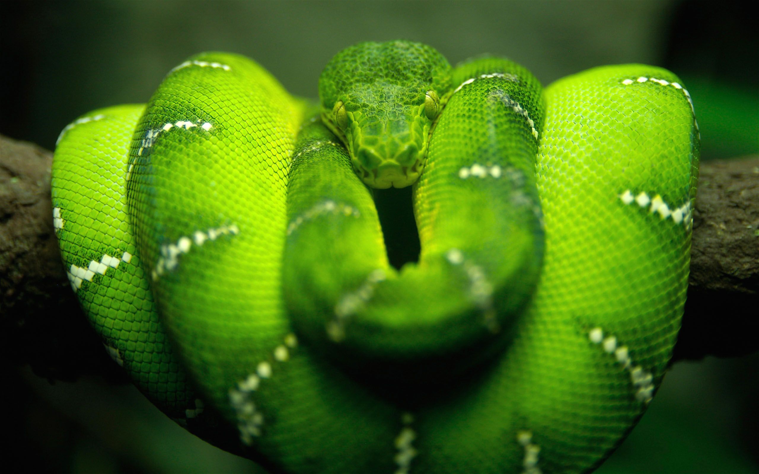 Wallpaper Snake 3D Wallpapers