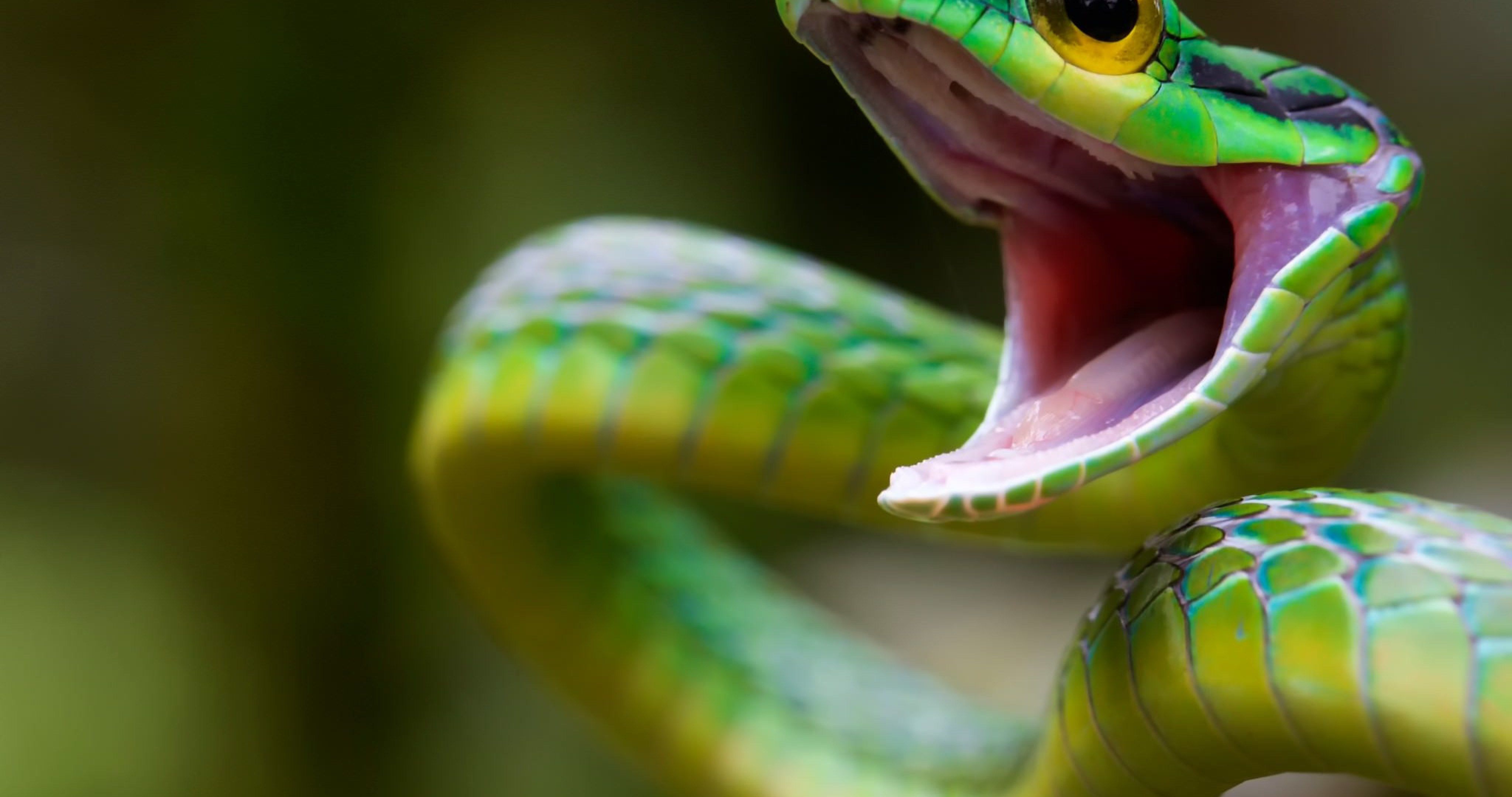 Wallpaper Snake 3D Wallpapers