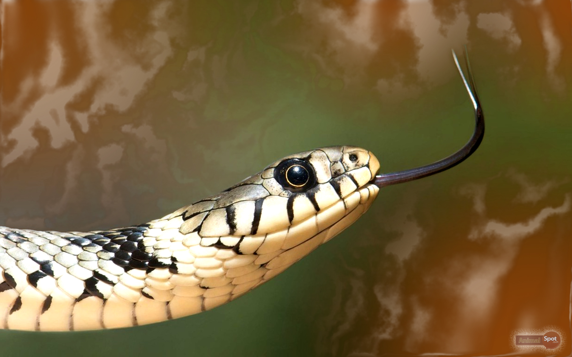 Wallpaper Snake 3D Wallpapers