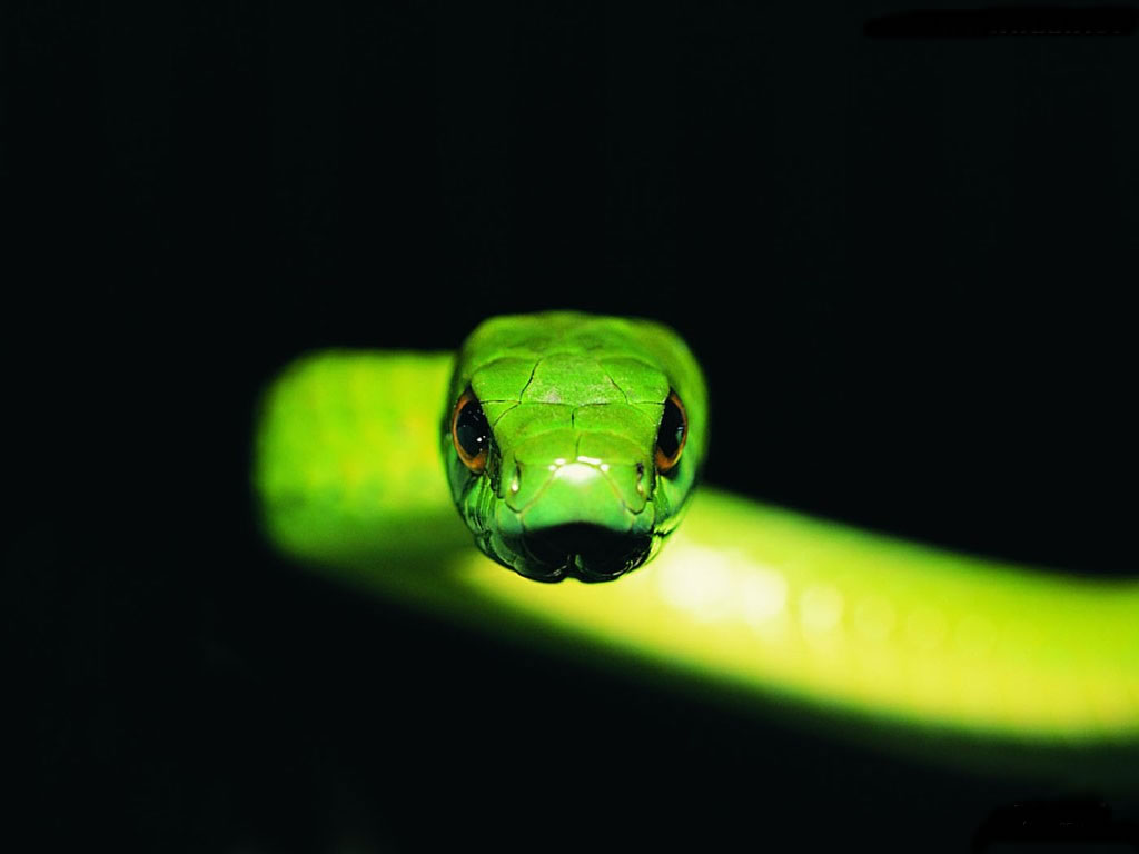 Wallpaper Snake 3D Wallpapers