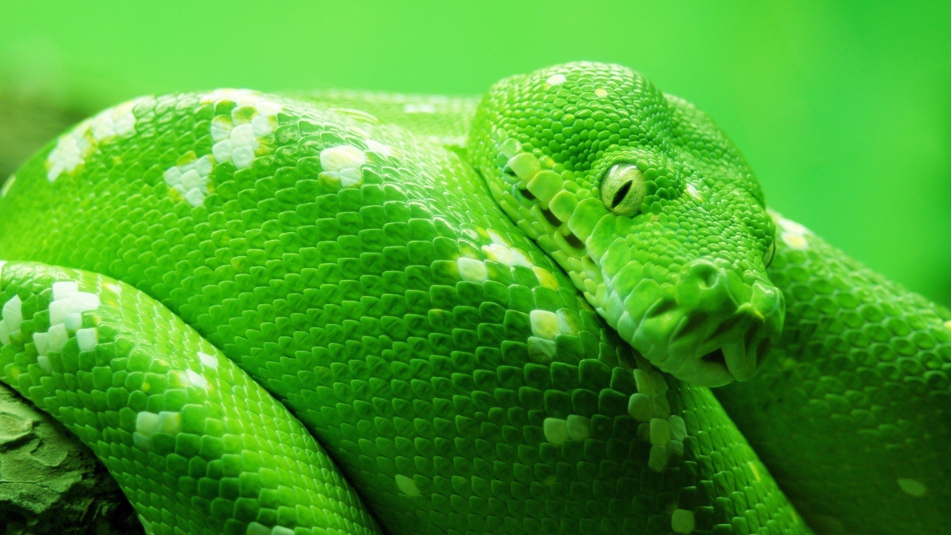 Wallpaper Snake 3D Wallpapers