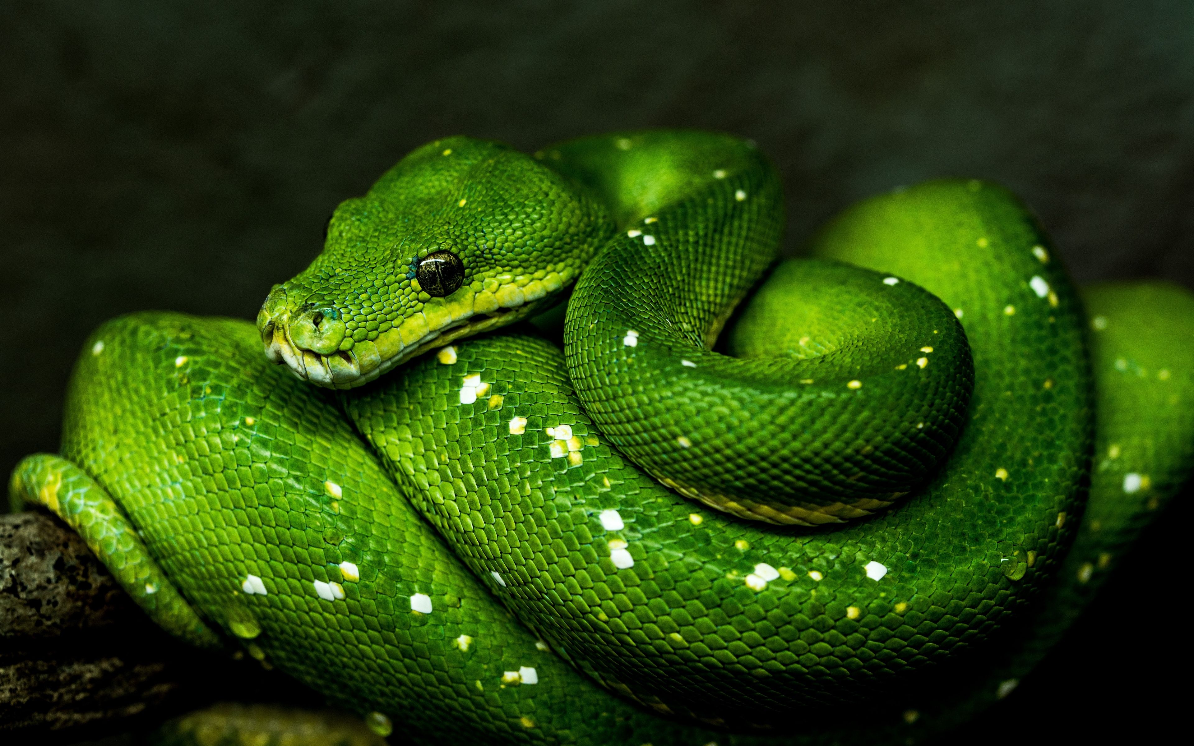 Wallpaper Snake 3D Wallpapers