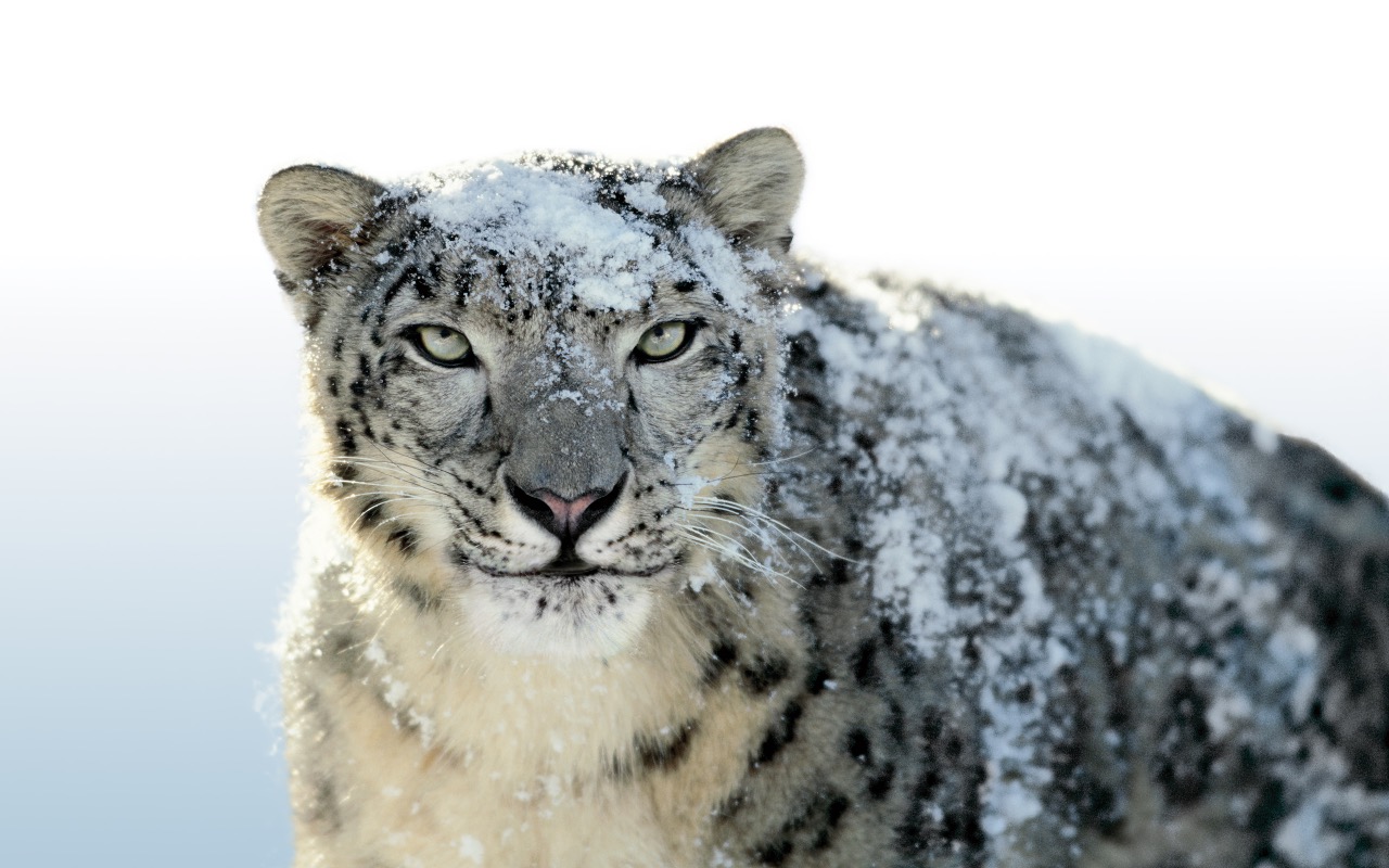 Wallpaper Snow Leopard Wallpapers