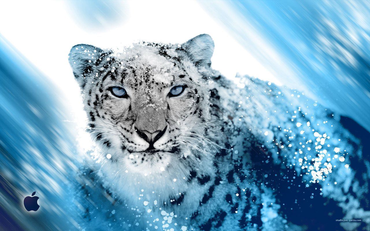 Wallpaper Snow Leopard Wallpapers