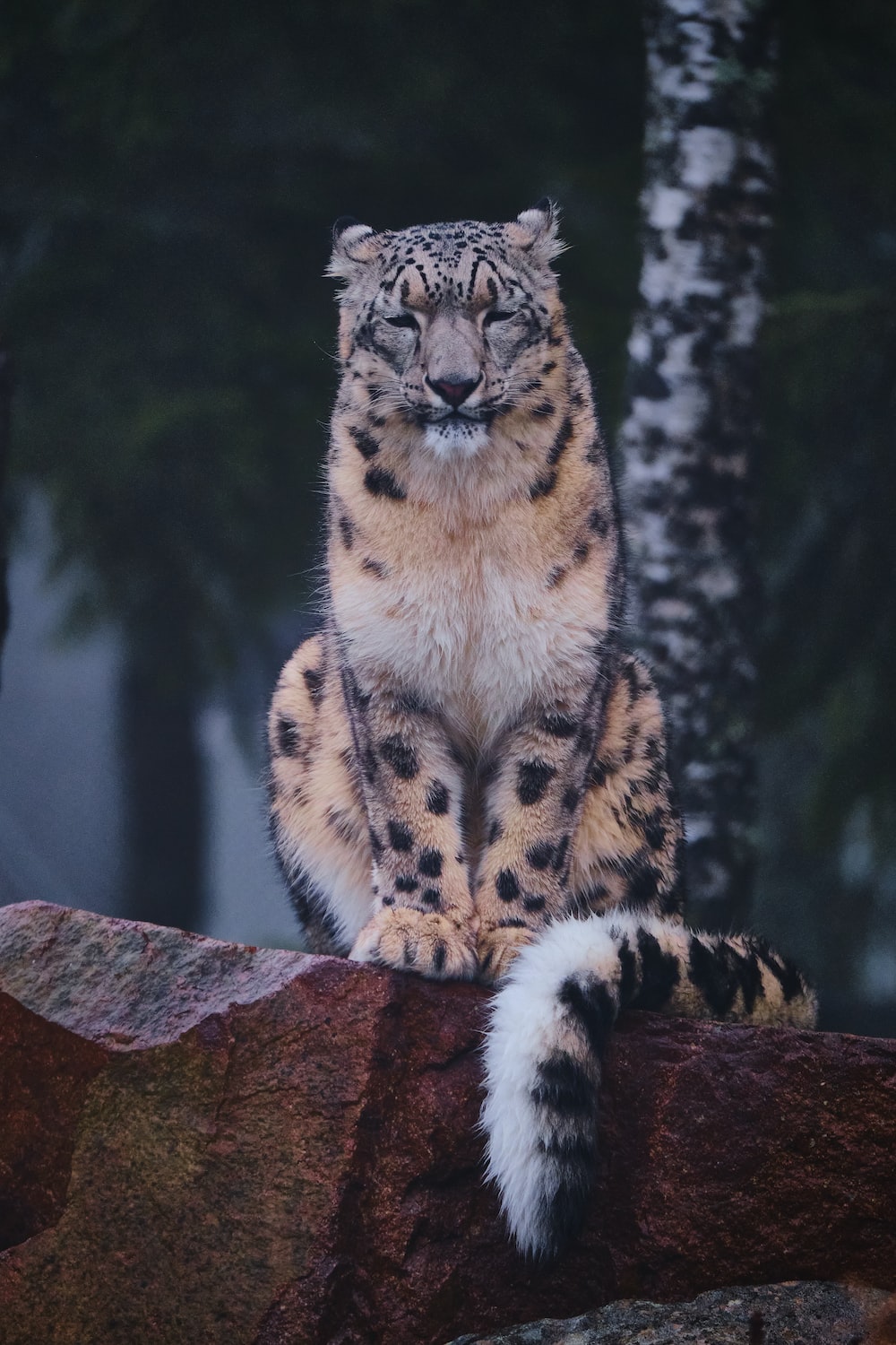 Wallpaper Snow Leopard Wallpapers