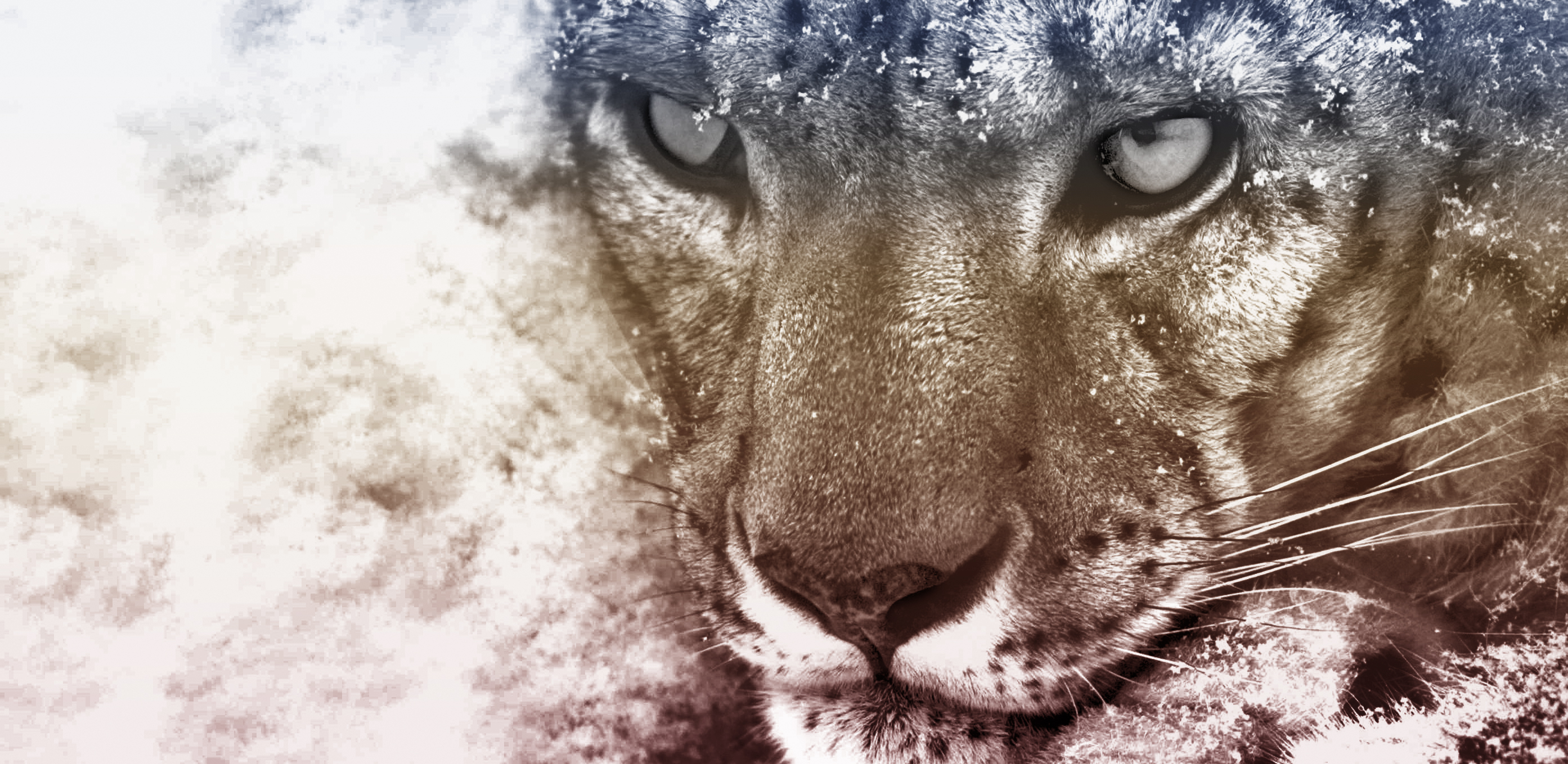 Wallpaper Snow Leopard Wallpapers