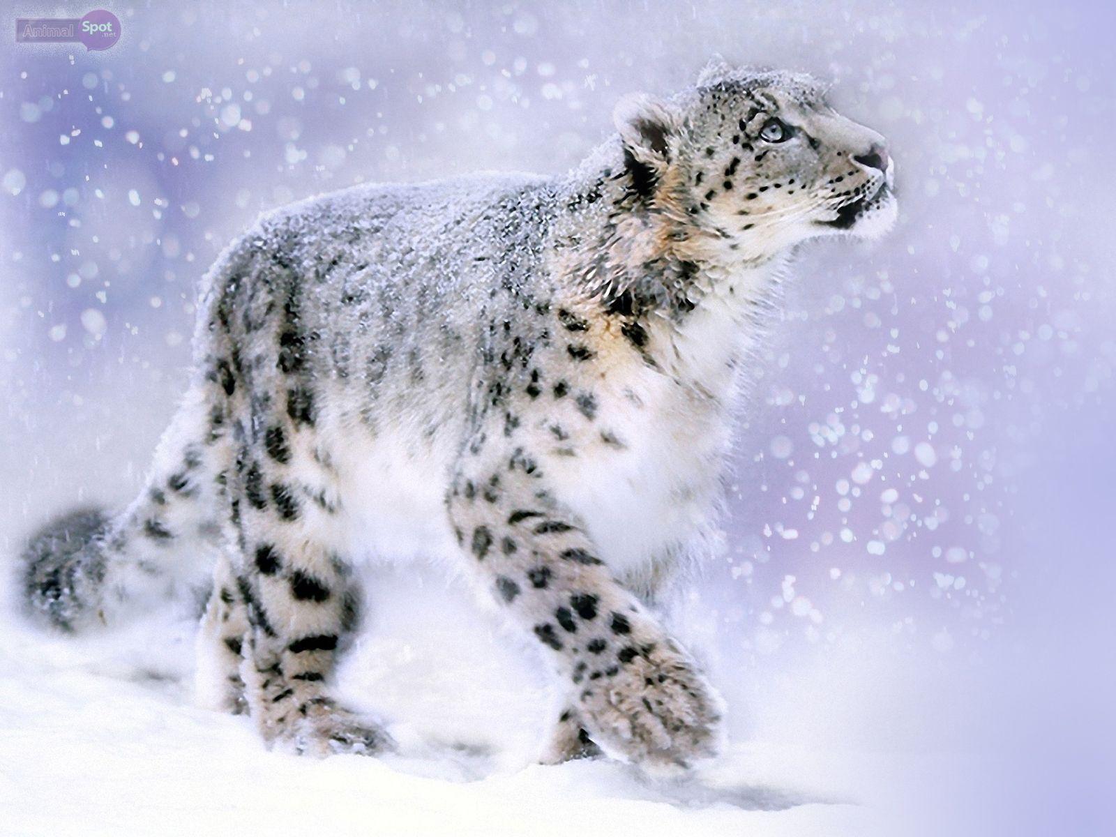 Wallpaper Snow Leopard Wallpapers