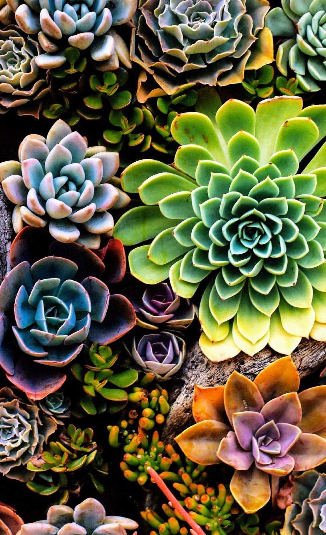 Wallpaper Succulents Wallpapers