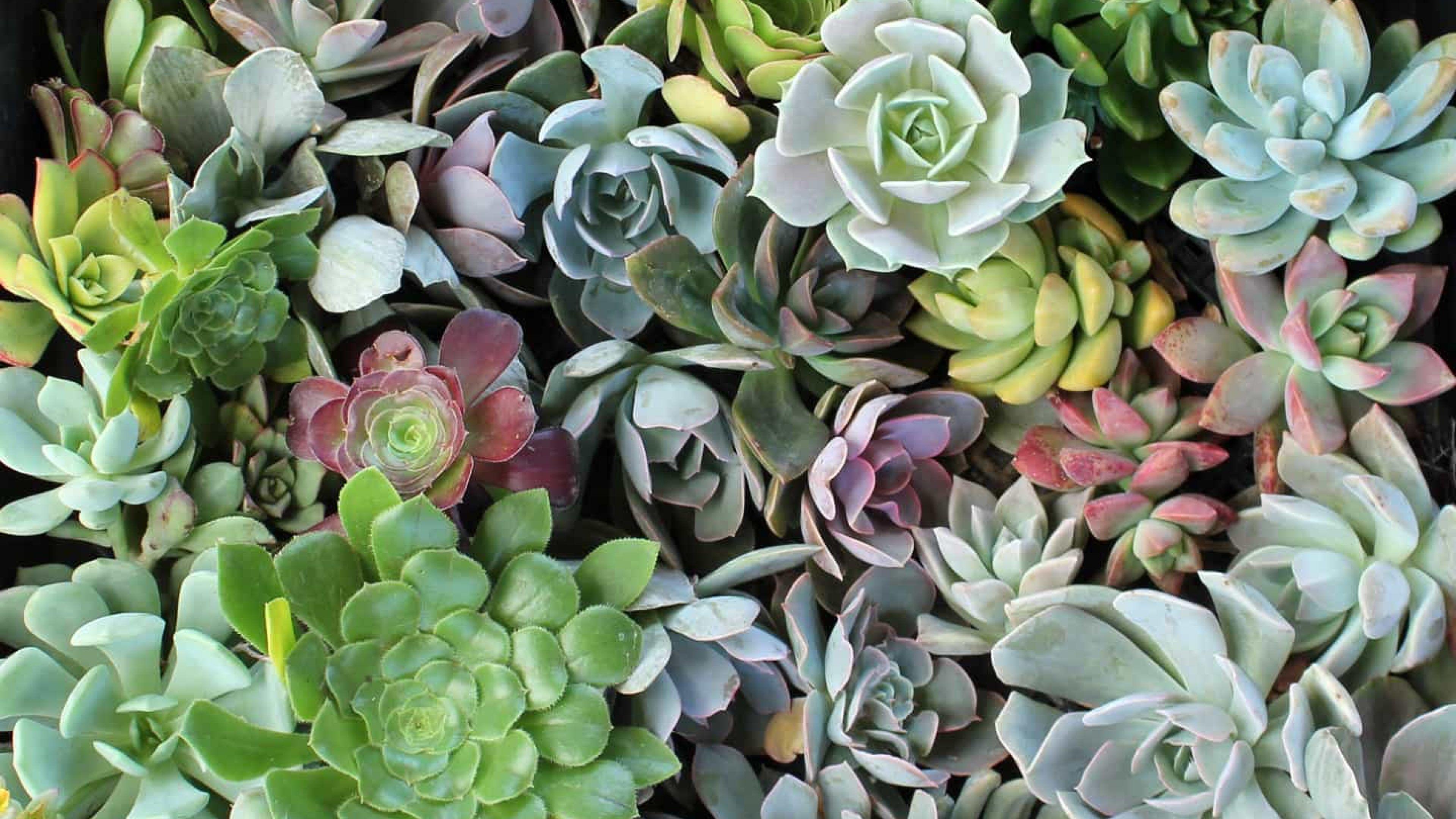 Wallpaper Succulents Wallpapers