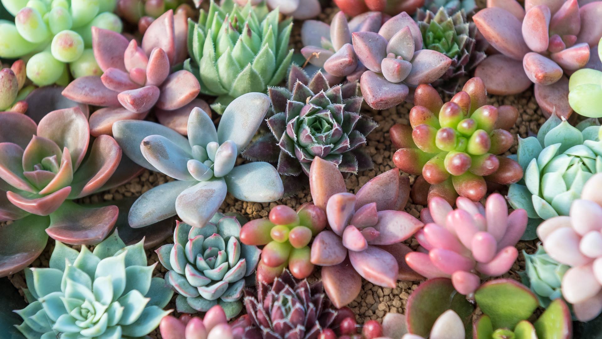 Wallpaper Succulents Wallpapers