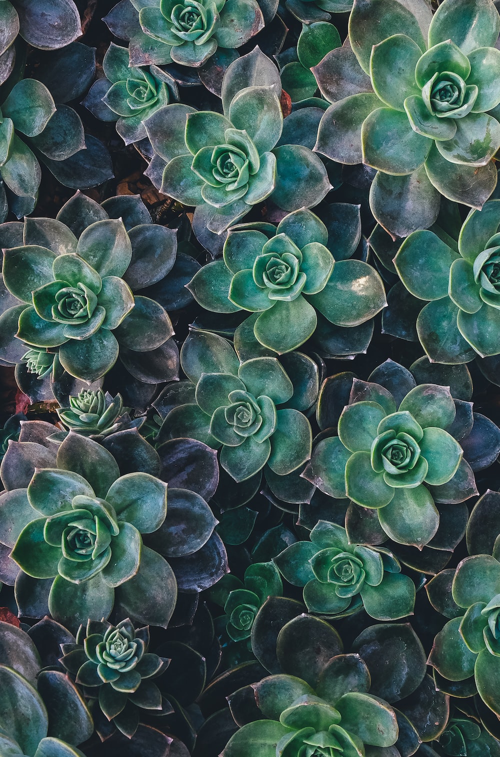 Wallpaper Succulents Wallpapers