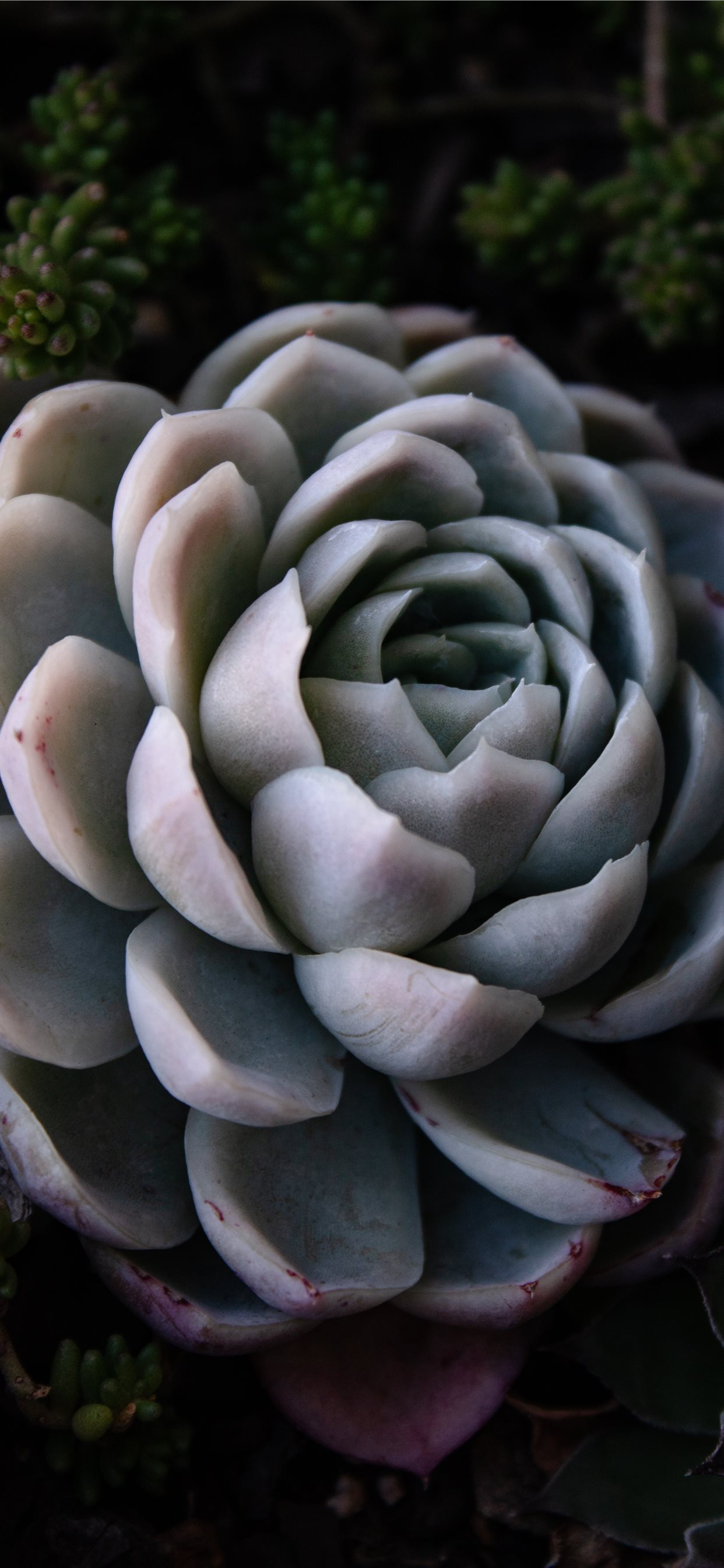 Wallpaper Succulents Wallpapers