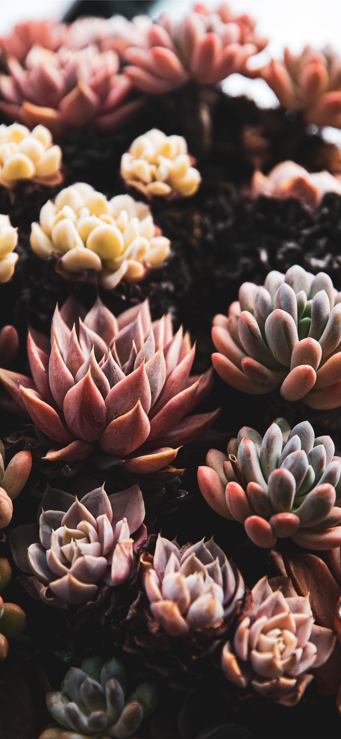 Wallpaper Succulents Wallpapers