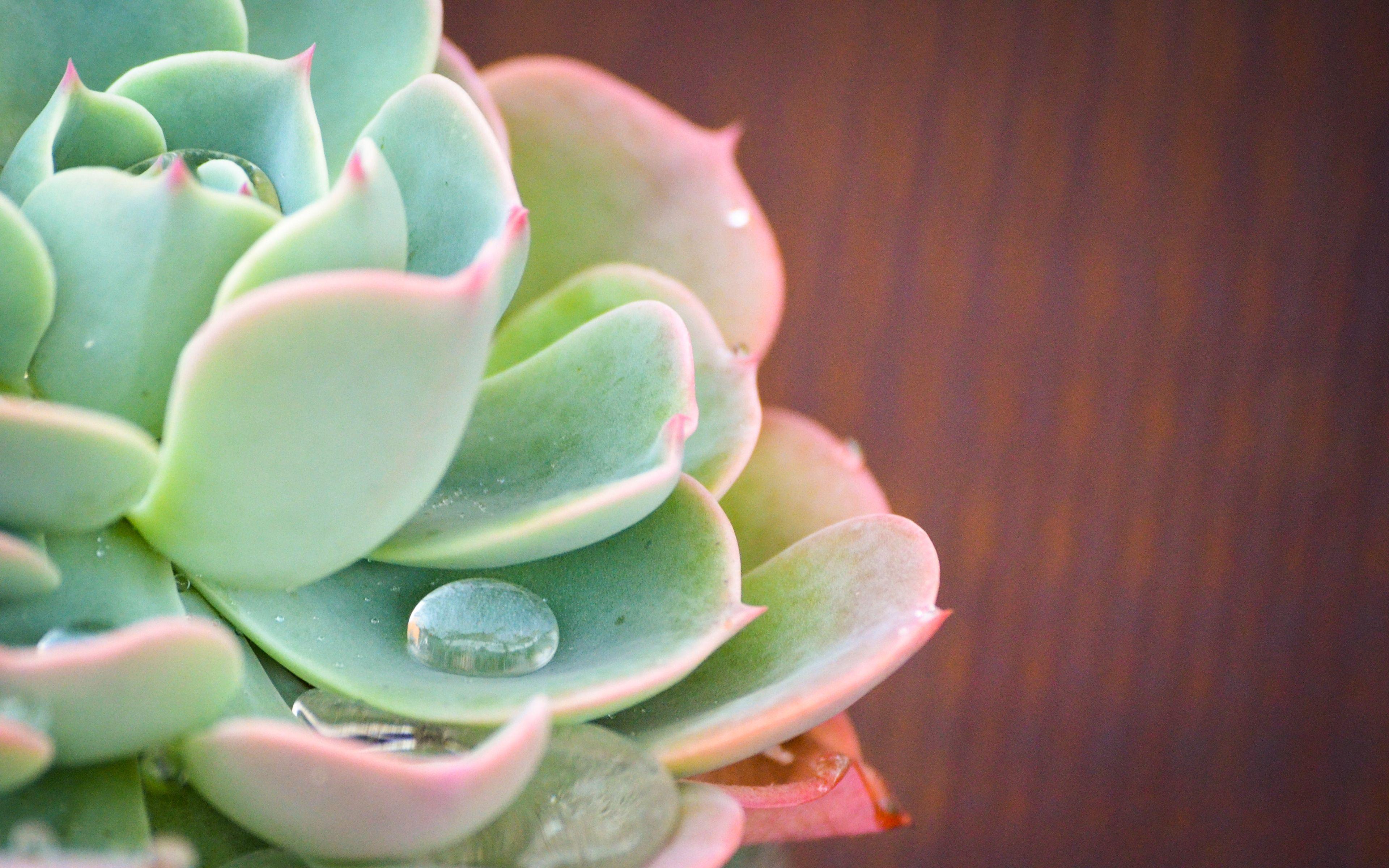 Wallpaper Succulents Wallpapers