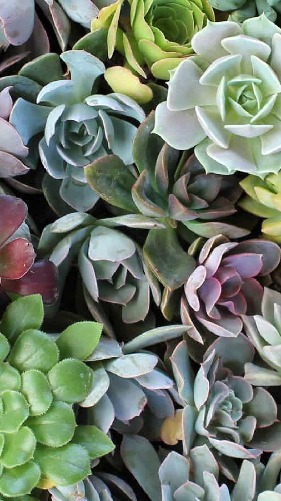 Wallpaper Succulents Wallpapers