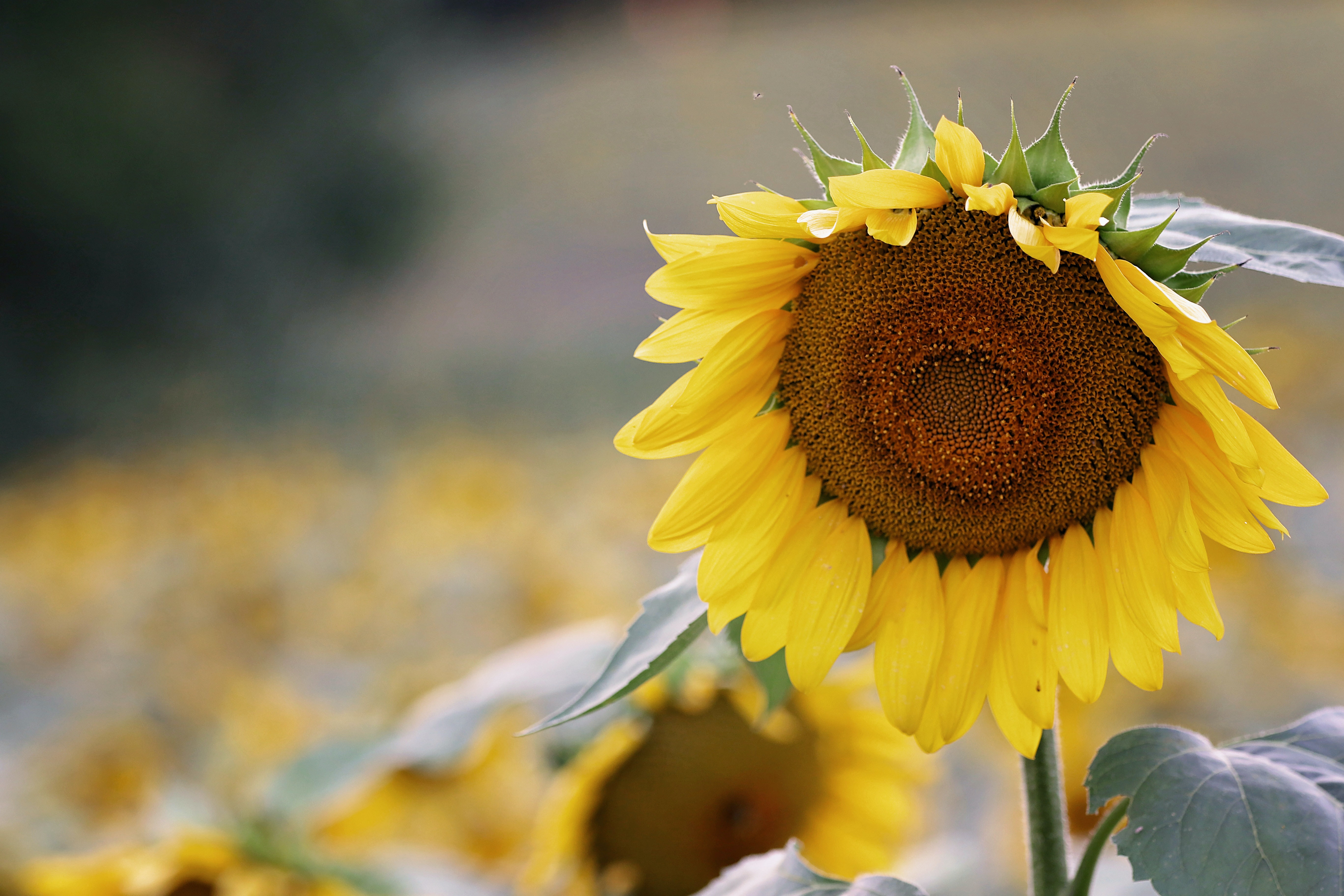 Wallpaper Sunflower Pattern Wallpapers