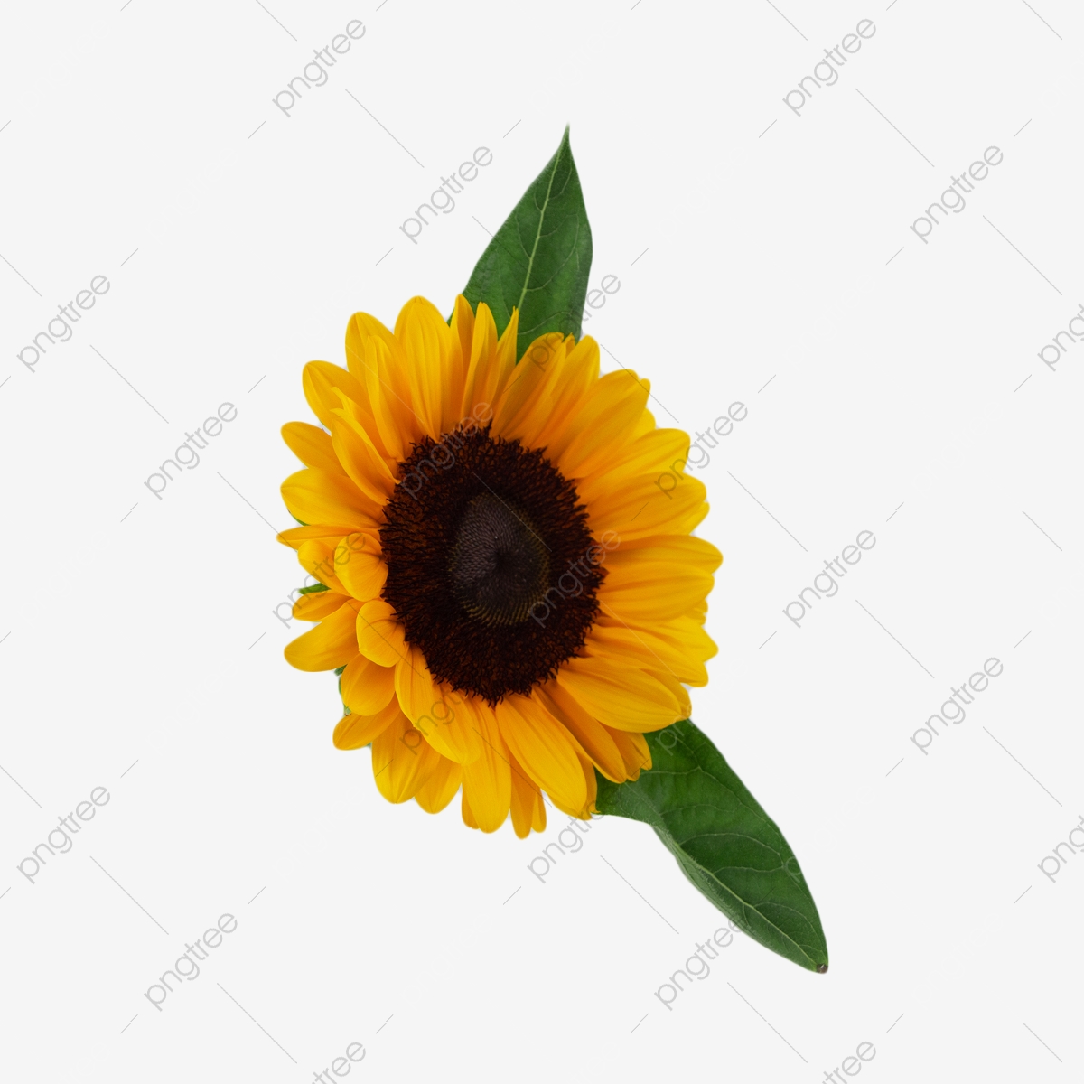 Wallpaper Sunflower Pattern Wallpapers