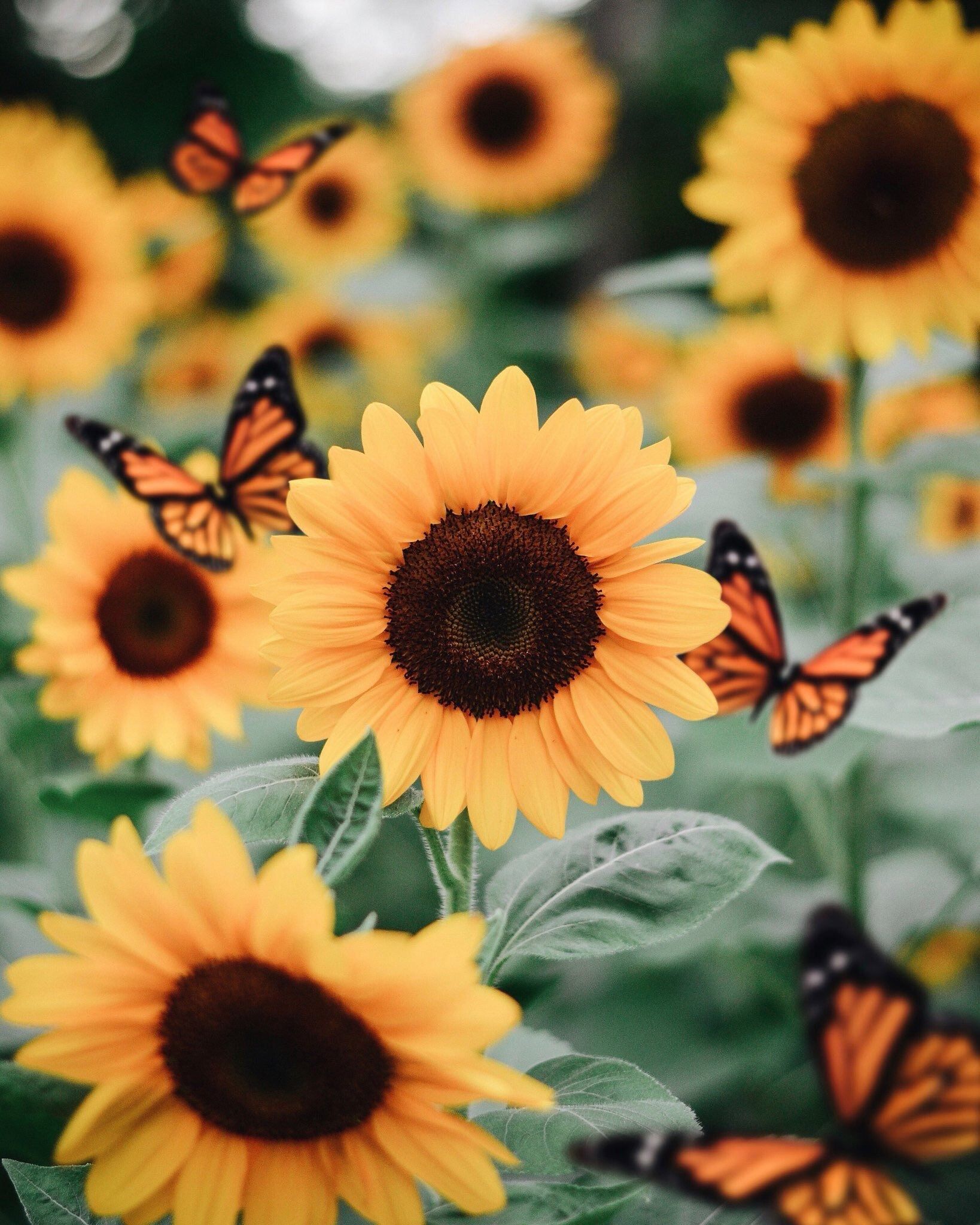 Wallpaper Sunflowers And Butterflies Wallpapers