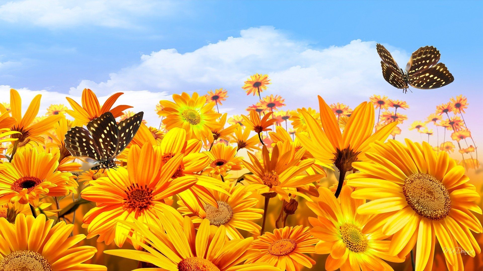 Wallpaper Sunflowers And Butterflies Wallpapers