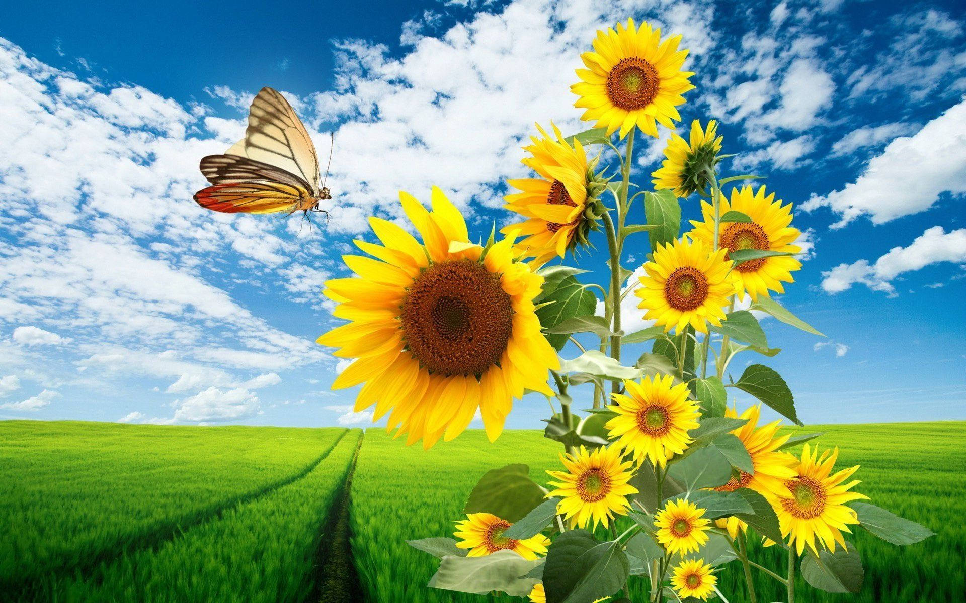 Wallpaper Sunflowers And Butterflies Wallpapers