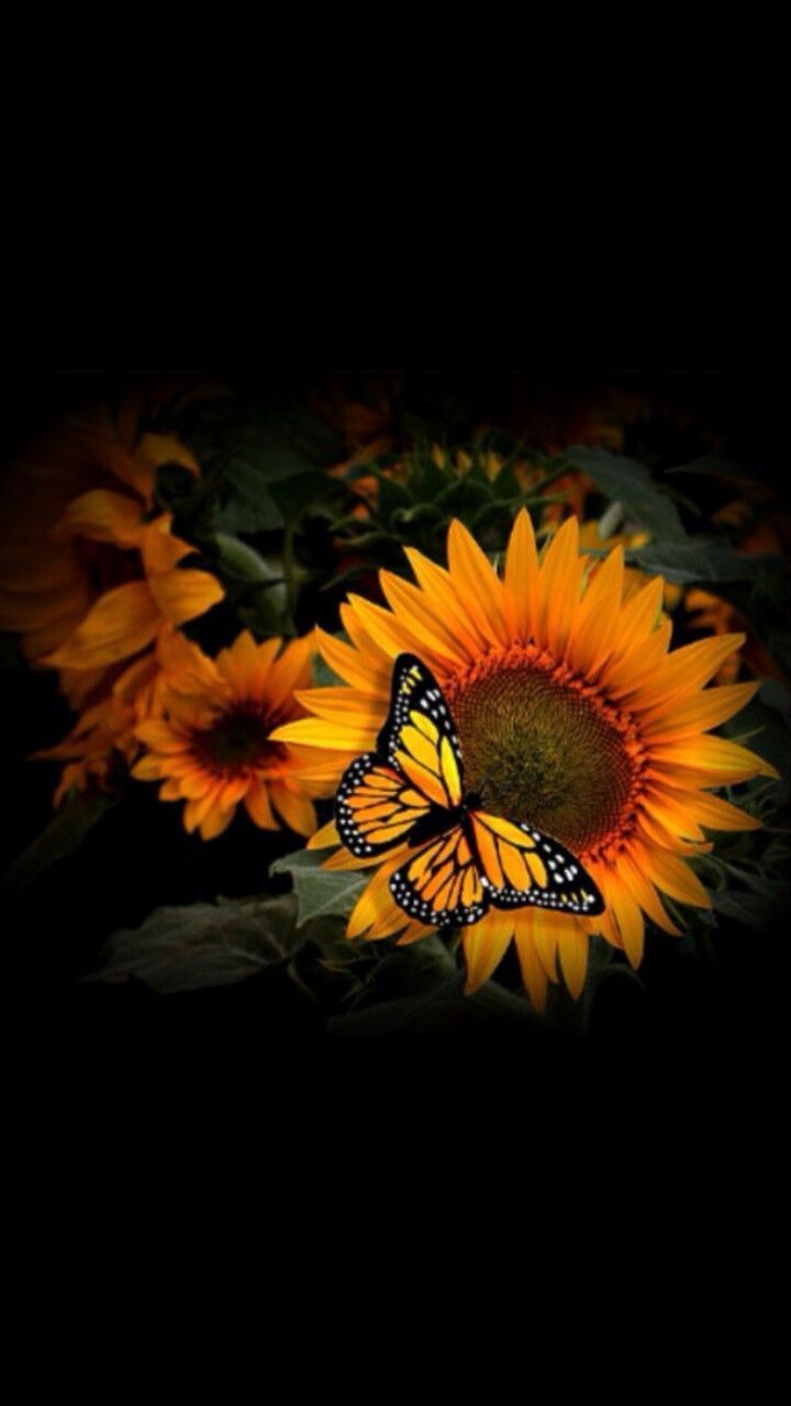 Wallpaper Sunflowers And Butterflies Wallpapers