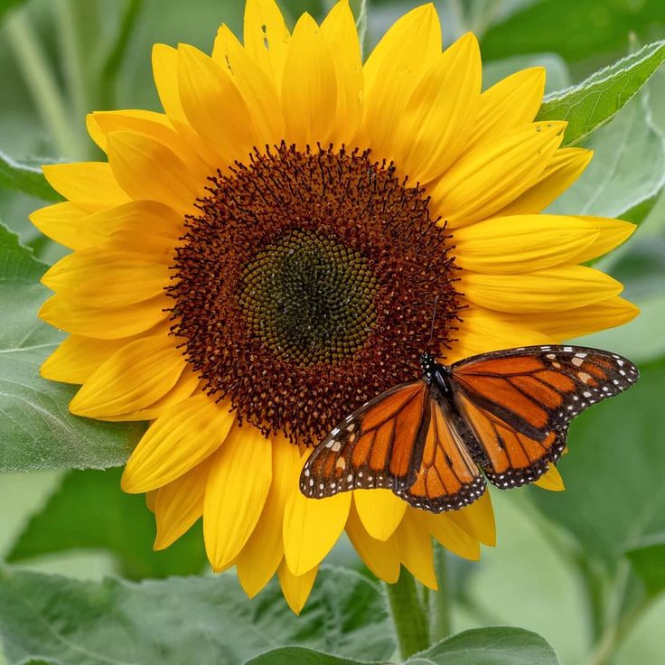 Wallpaper Sunflowers And Butterflies Wallpapers