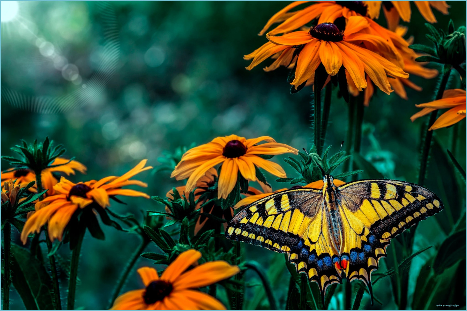 Wallpaper Sunflowers And Butterflies Wallpapers