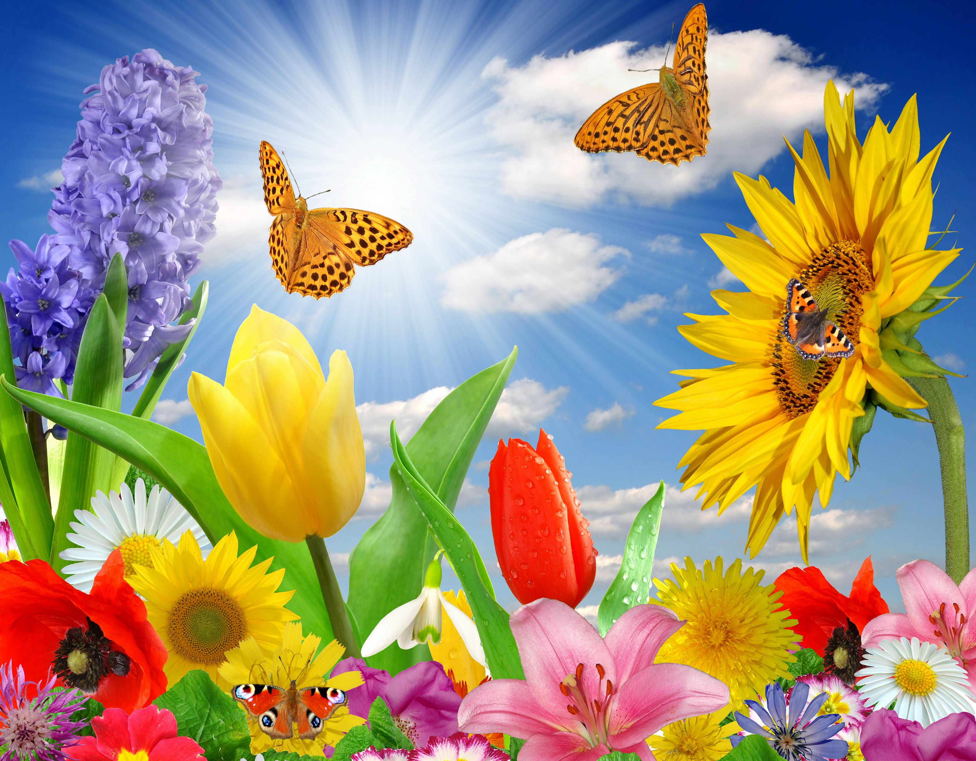 Wallpaper Sunflowers And Butterflies Wallpapers