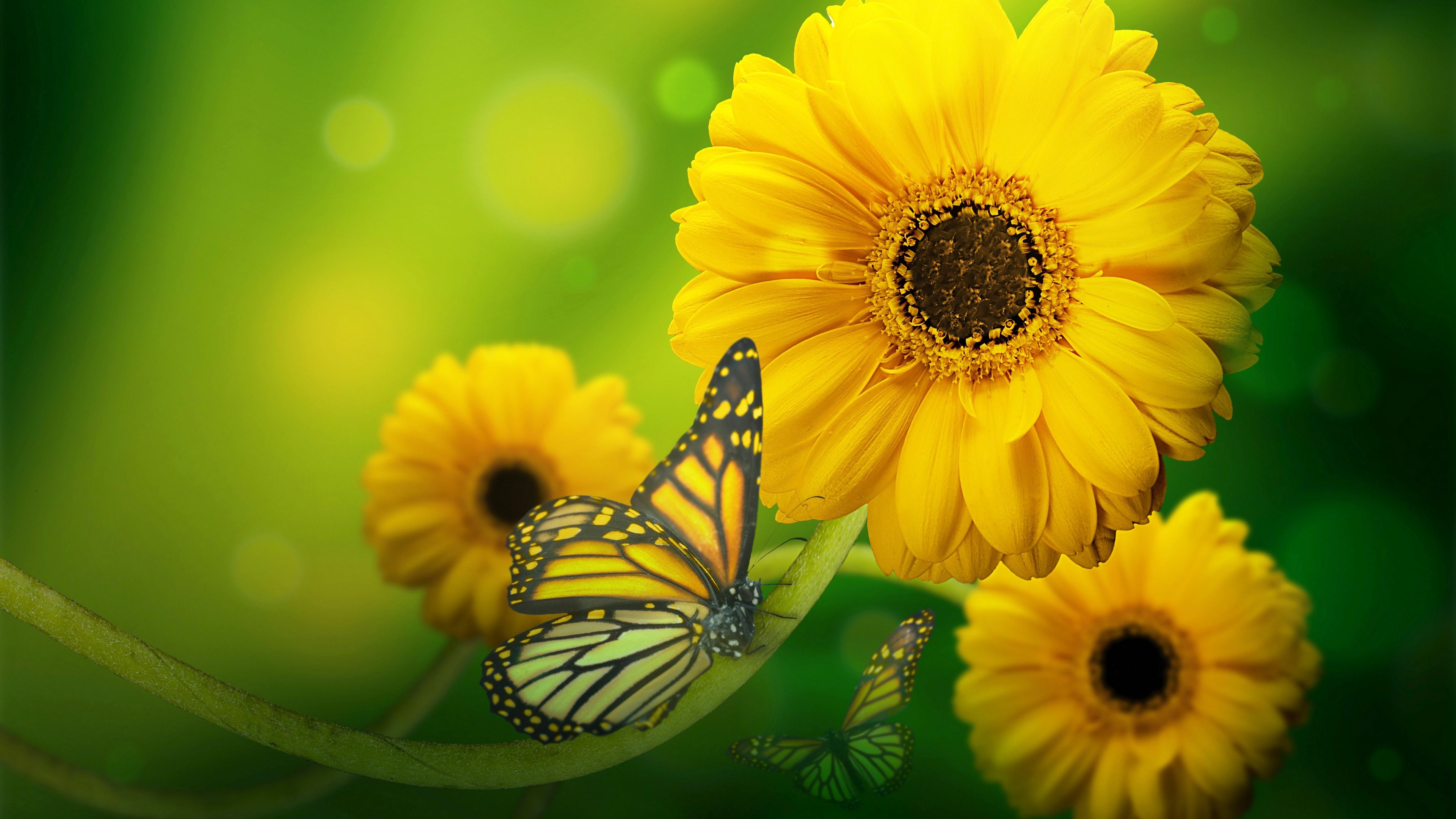 Wallpaper Sunflowers And Butterflies Wallpapers