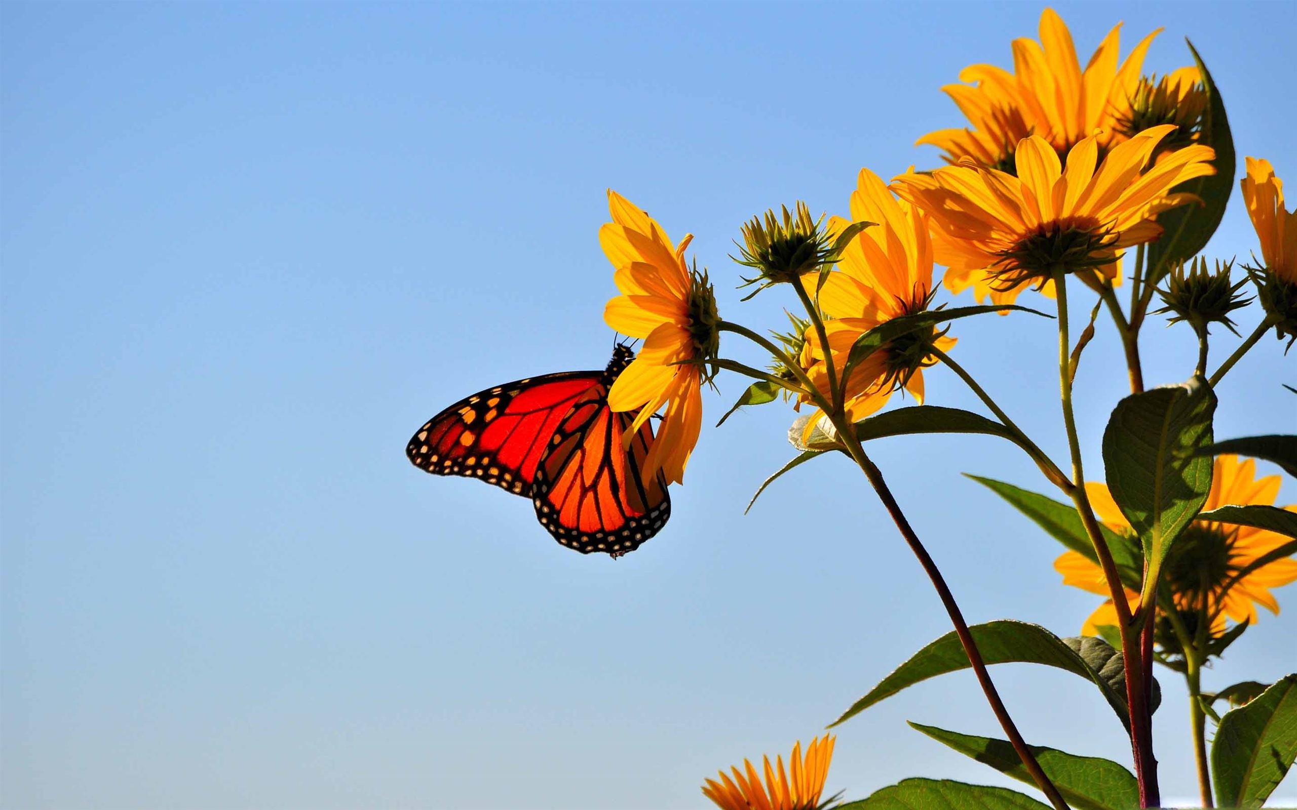 Wallpaper Sunflowers And Butterflies Wallpapers