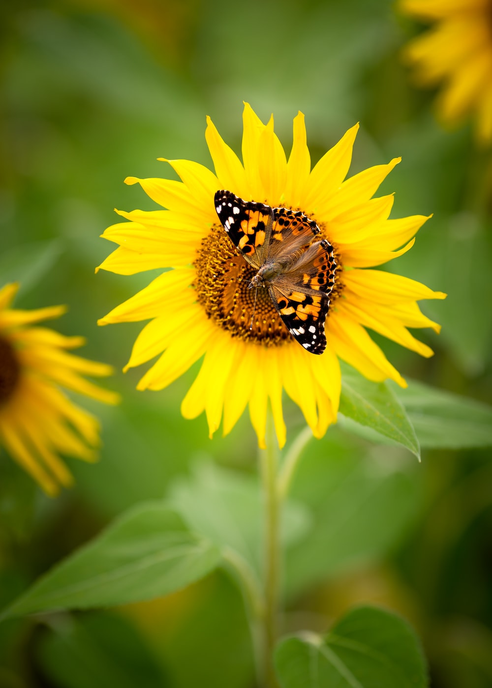 Wallpaper Sunflowers And Butterflies Wallpapers