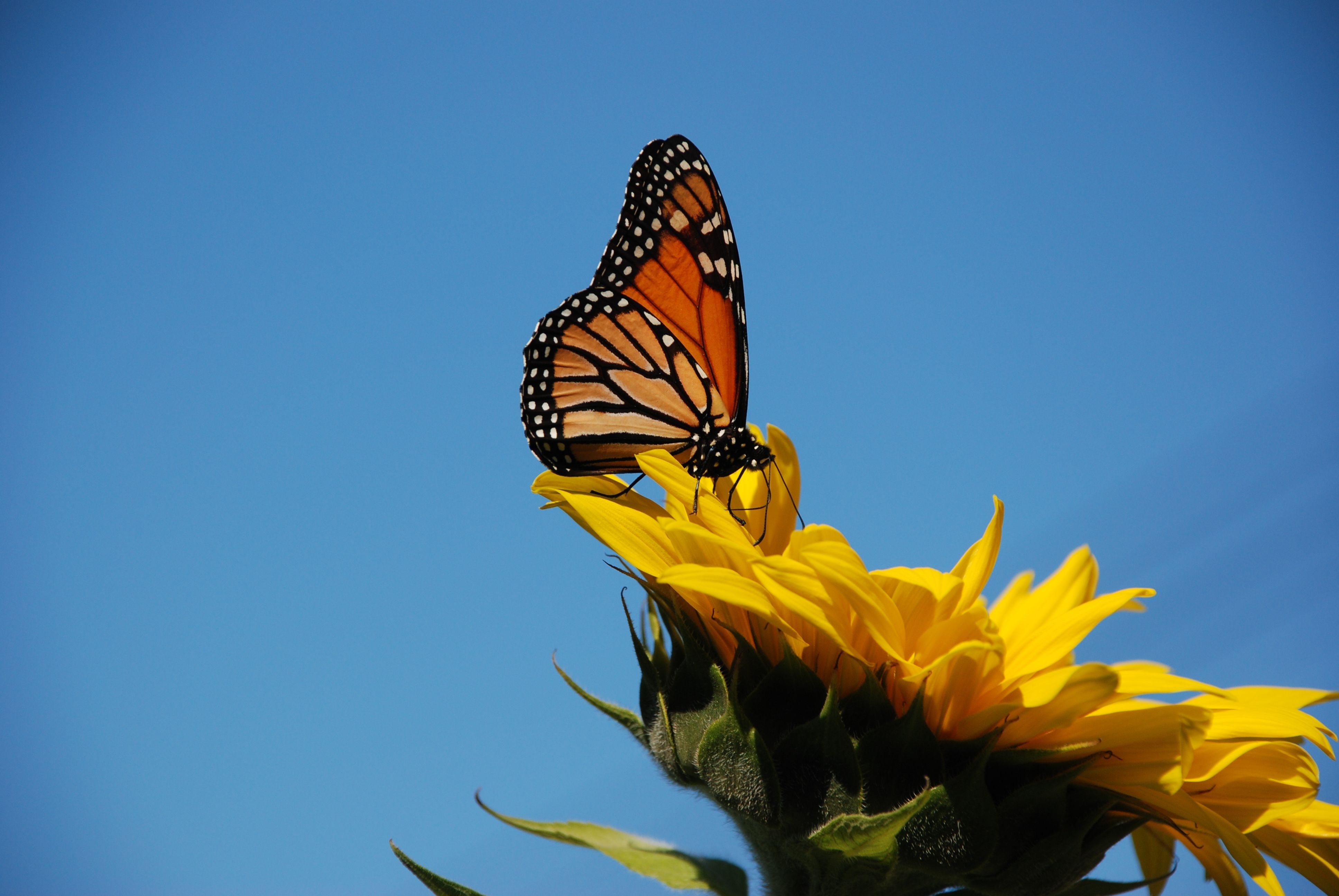 Wallpaper Sunflowers And Butterflies Wallpapers