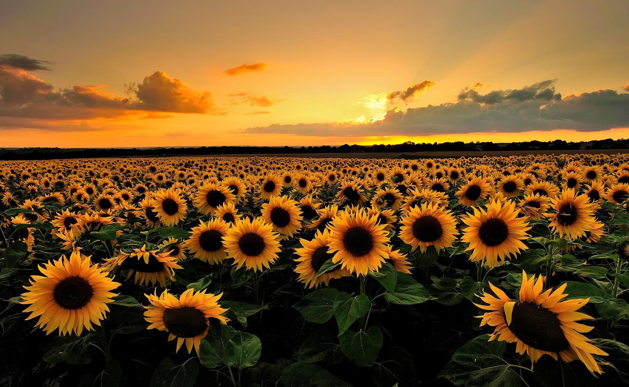 Wallpaper Sunflowers And Butterflies Wallpapers