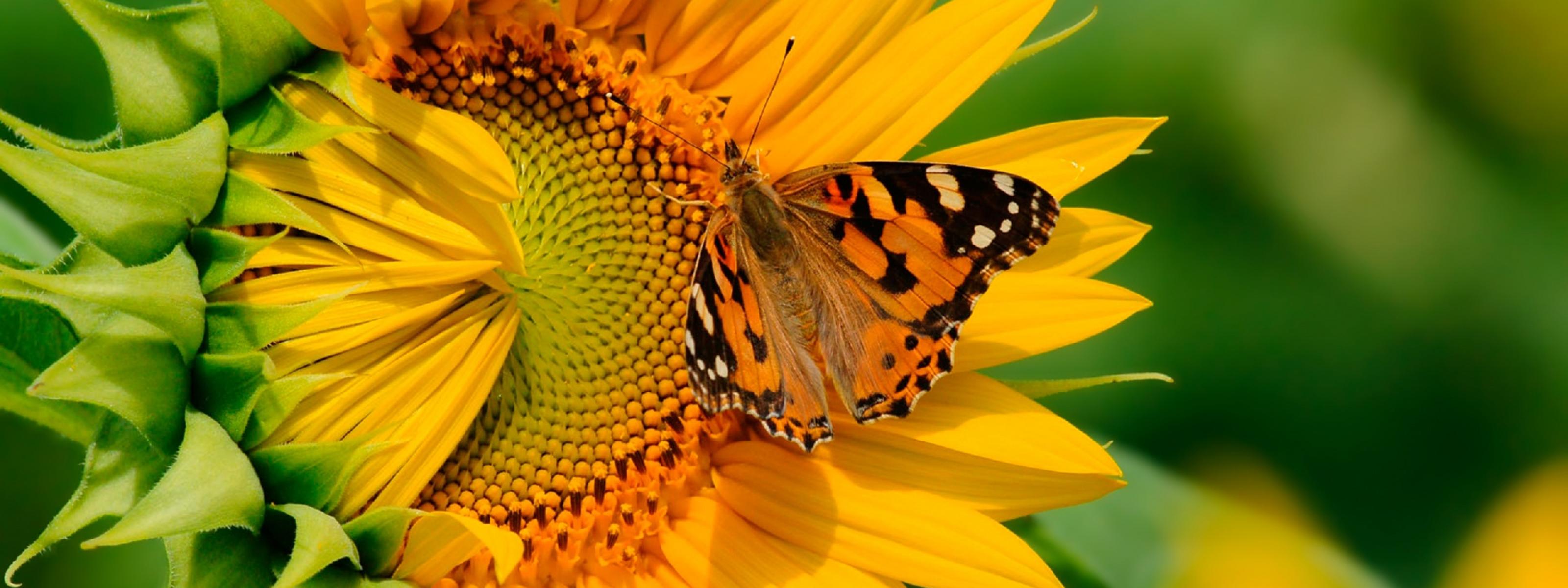 Wallpaper Sunflowers And Butterflies Wallpapers