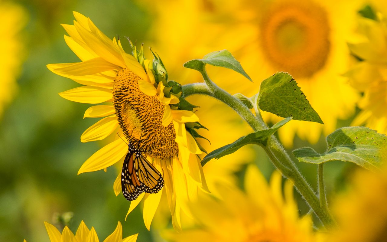 Wallpaper Sunflowers And Butterflies Wallpapers