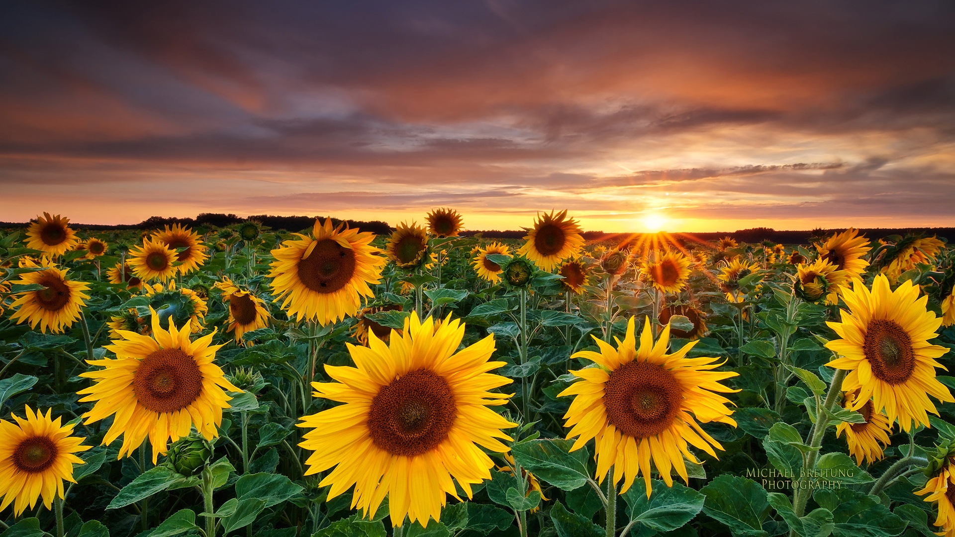 Wallpaper Sunflowers And Butterflies Wallpapers