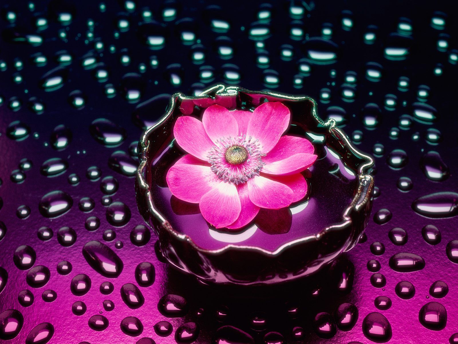 Wallpaper Water Flower Wallpapers