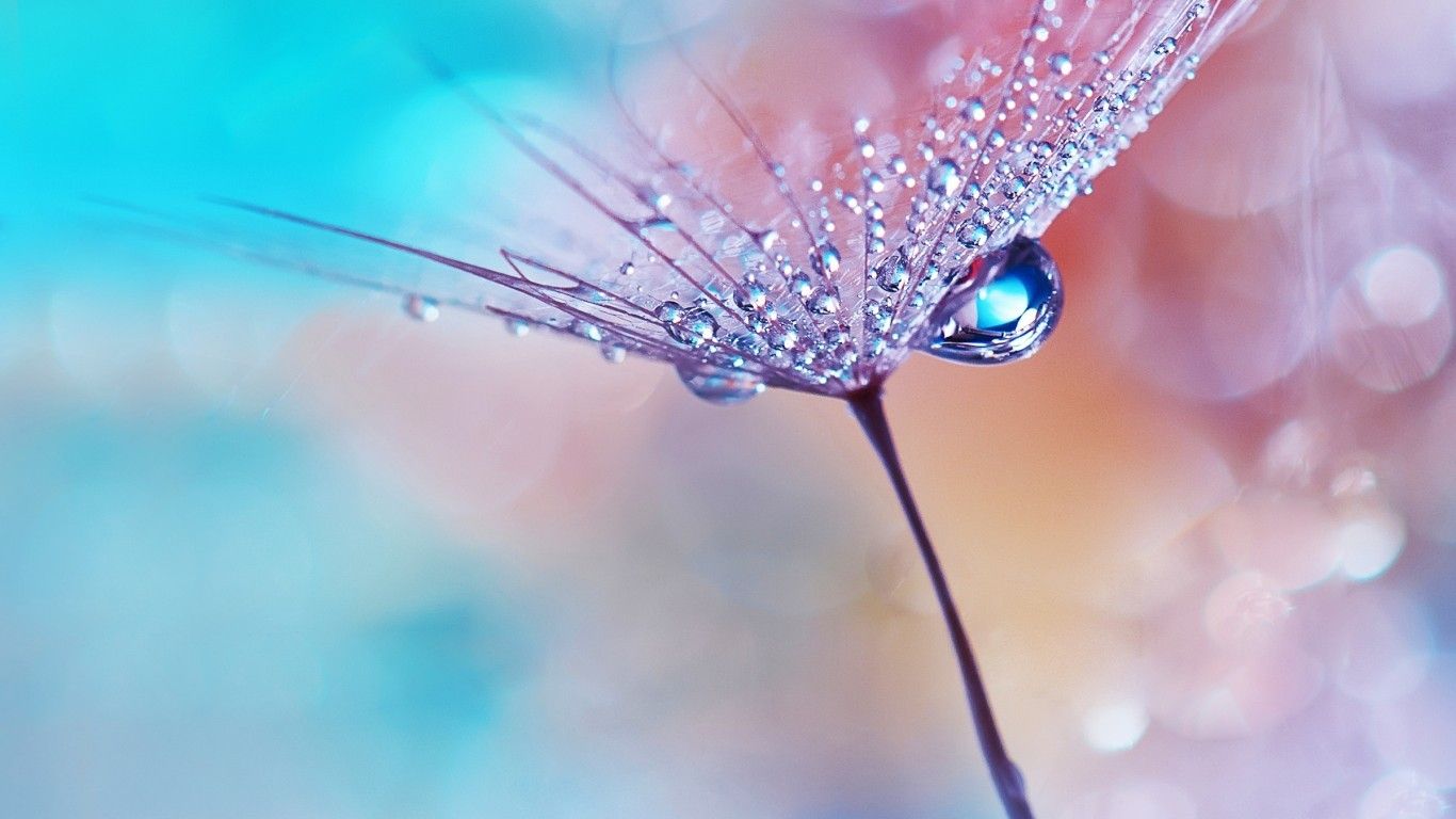 Wallpaper Water Flower Wallpapers