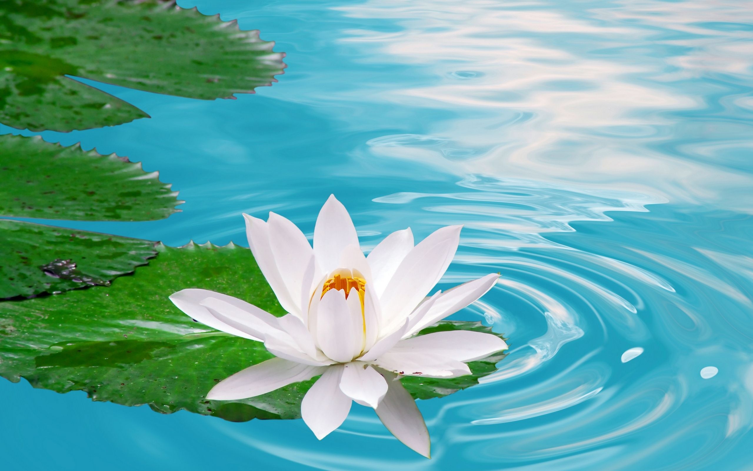 Wallpaper Water Flower Wallpapers