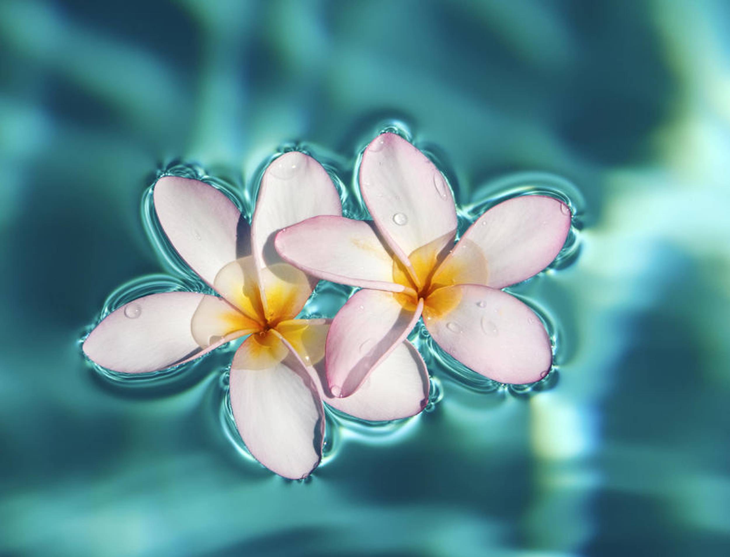 Wallpaper Water Flower Wallpapers